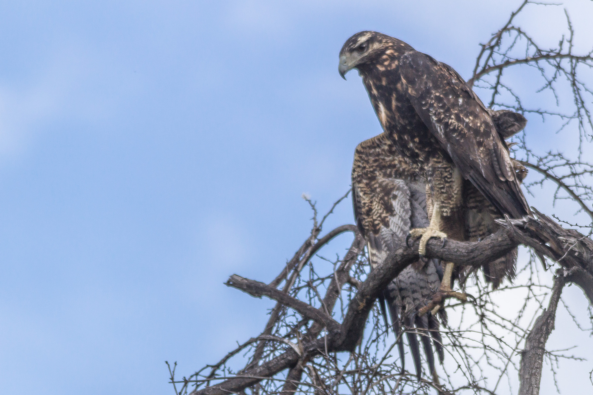 Sigma 150-500mm F5-6.3 DG OS HSM sample photo