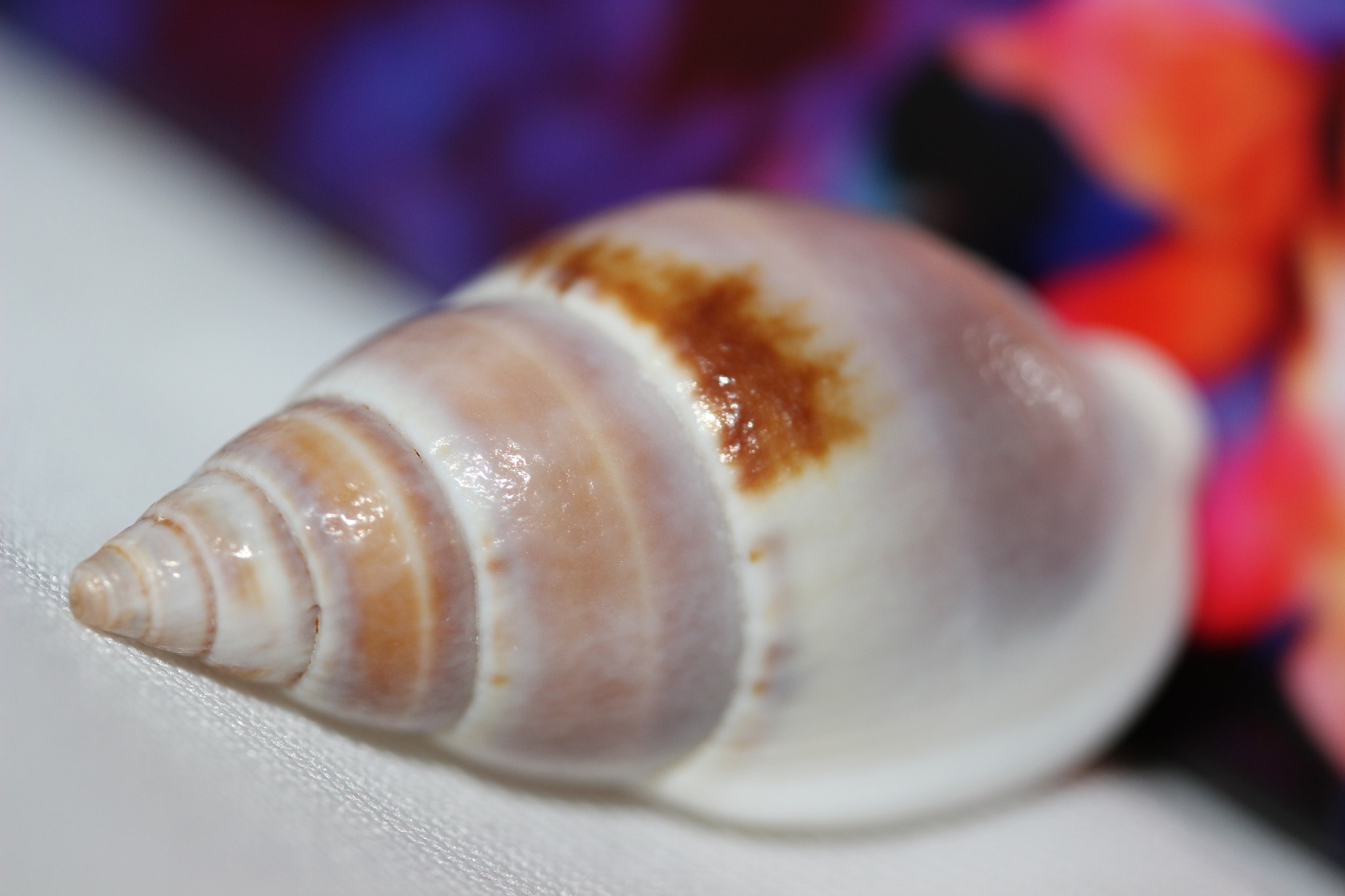 Canon EF-S 60mm F2.8 Macro USM sample photo