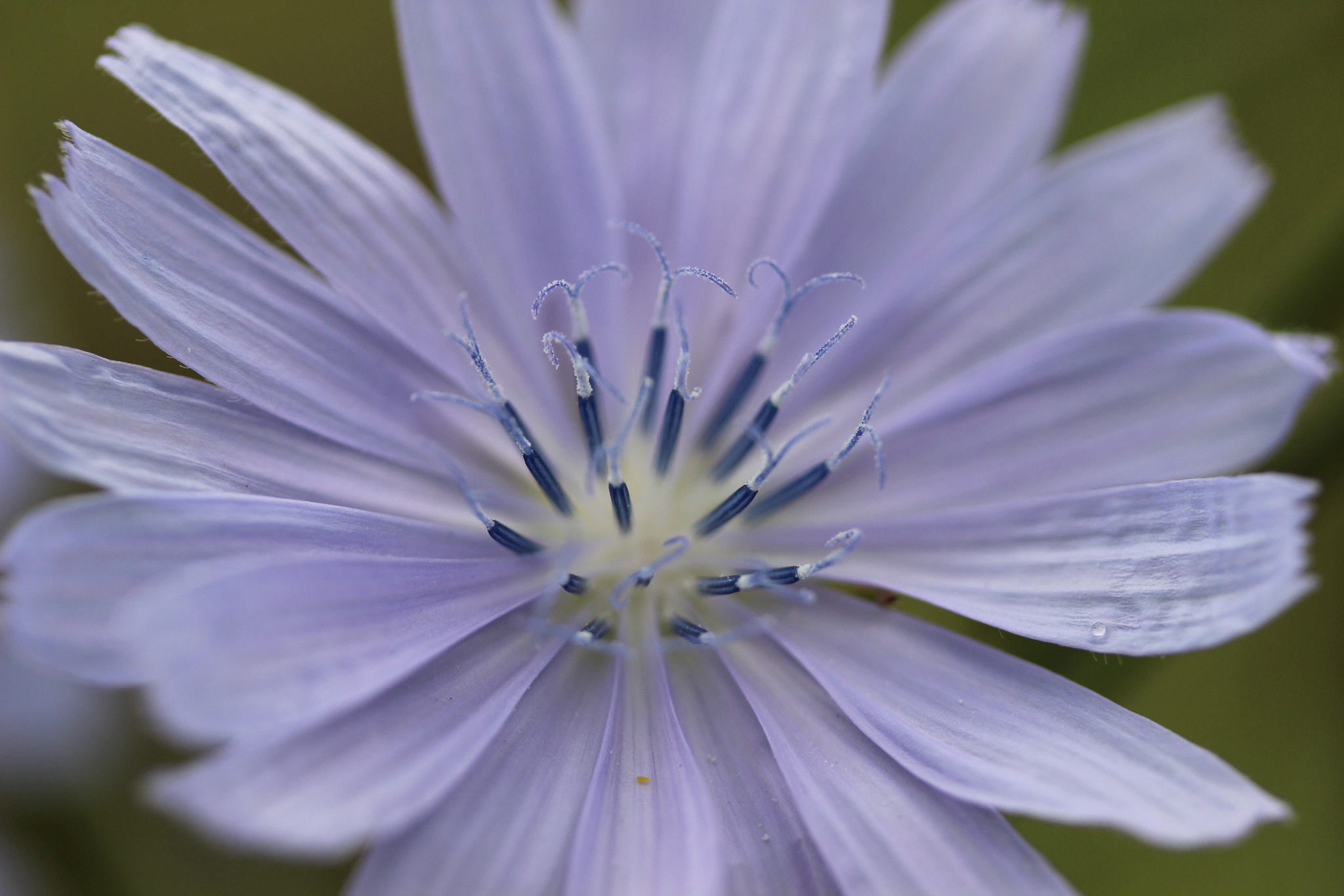 Canon EF-S 60mm F2.8 Macro USM sample photo