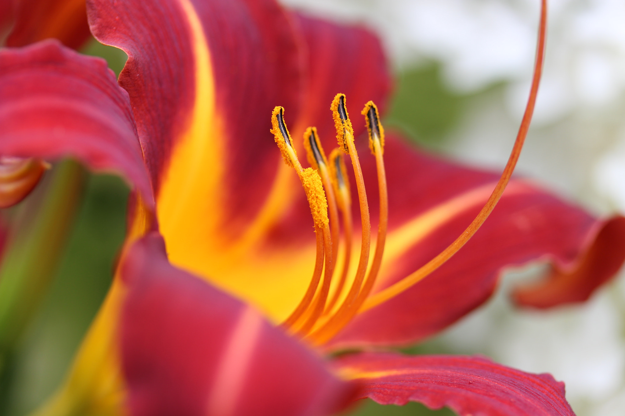 Canon EF-S 60mm F2.8 Macro USM sample photo