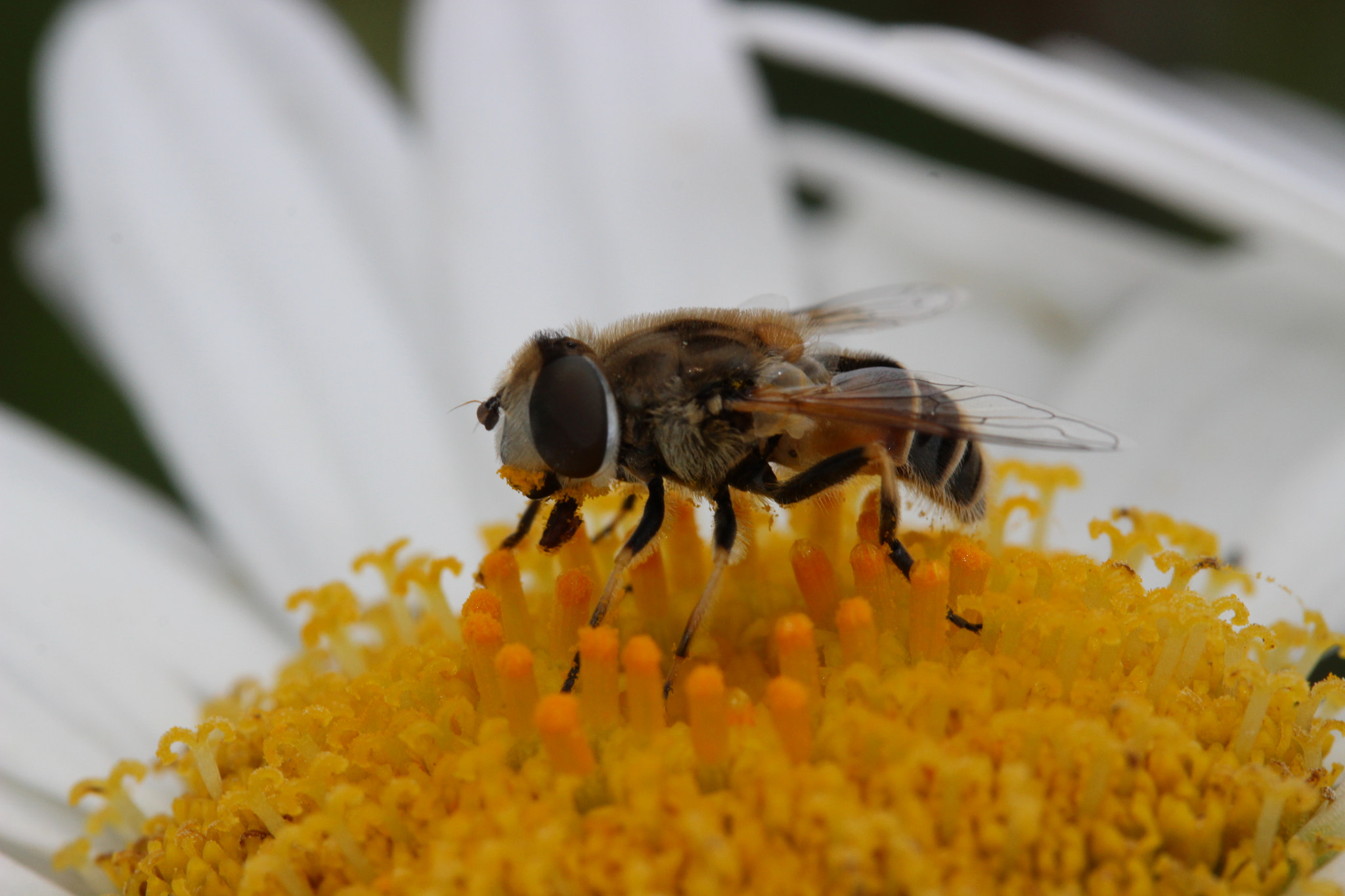 Canon EF-S 60mm F2.8 Macro USM sample photo