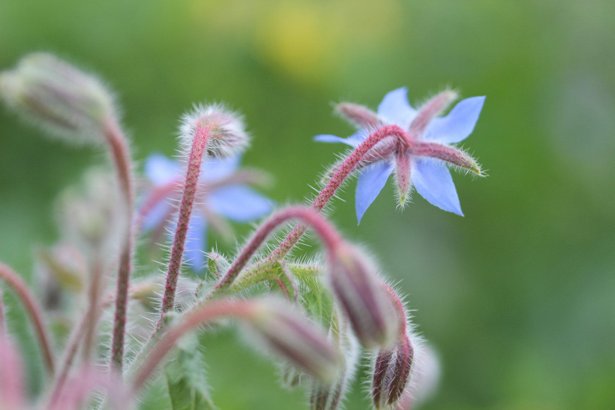 Canon EF-S 60mm F2.8 Macro USM sample photo