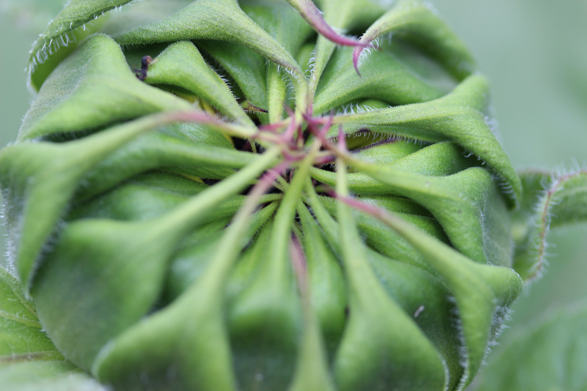 Canon EF-S 60mm F2.8 Macro USM sample photo