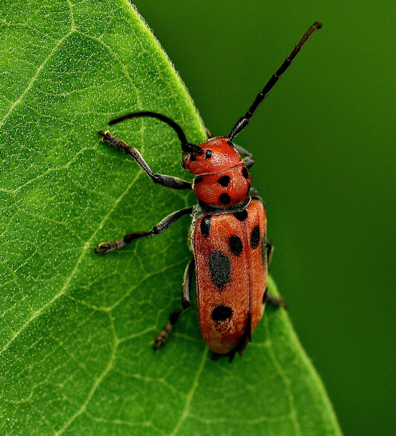 Tamron SP 70-200mm F2.8 Di VC USD sample photo. Four-eyed milkweed beetle photography
