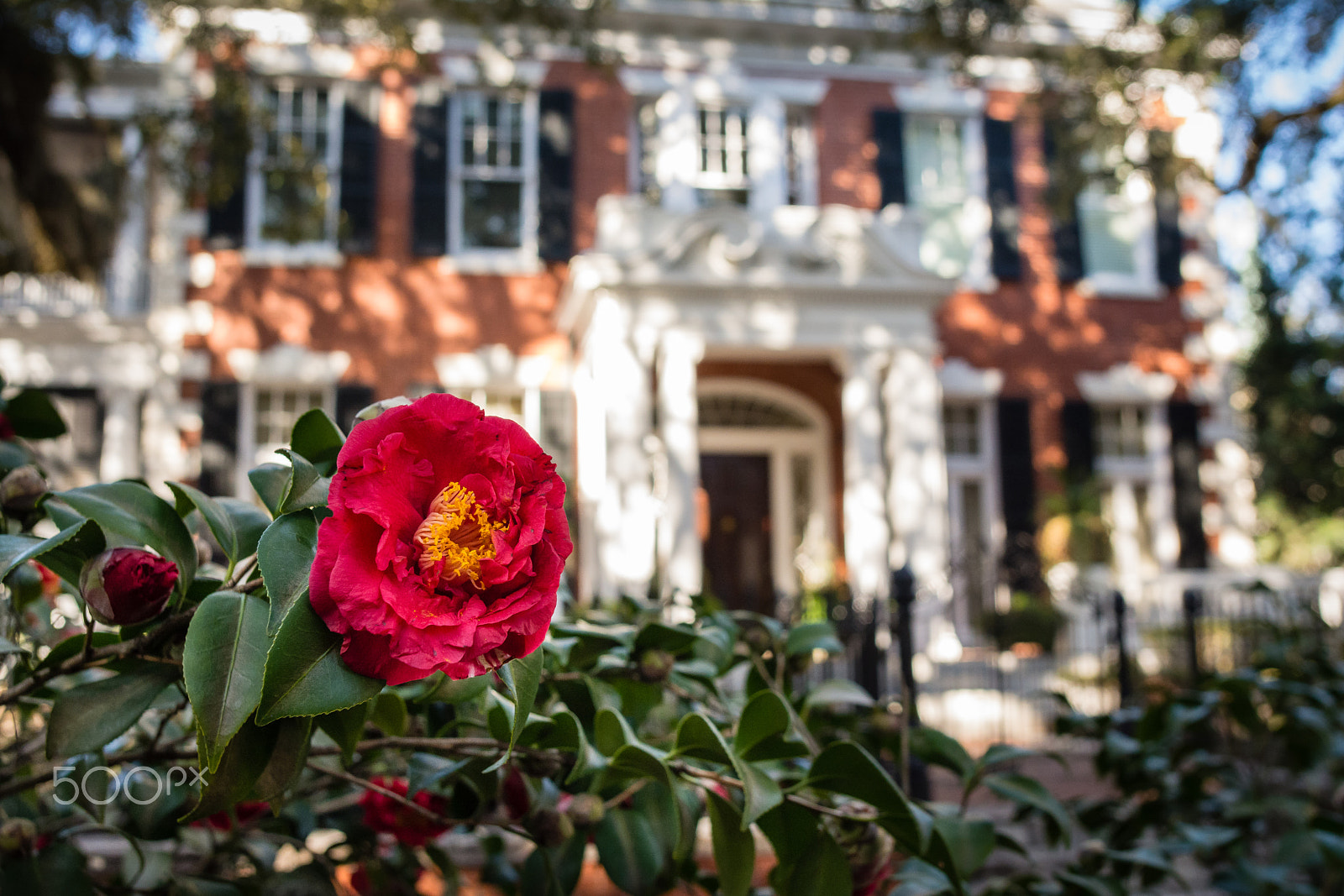 Nikon D7100 + Nikon AF-S Nikkor 20mm F1.8G ED sample photo. Blooming in savannah photography