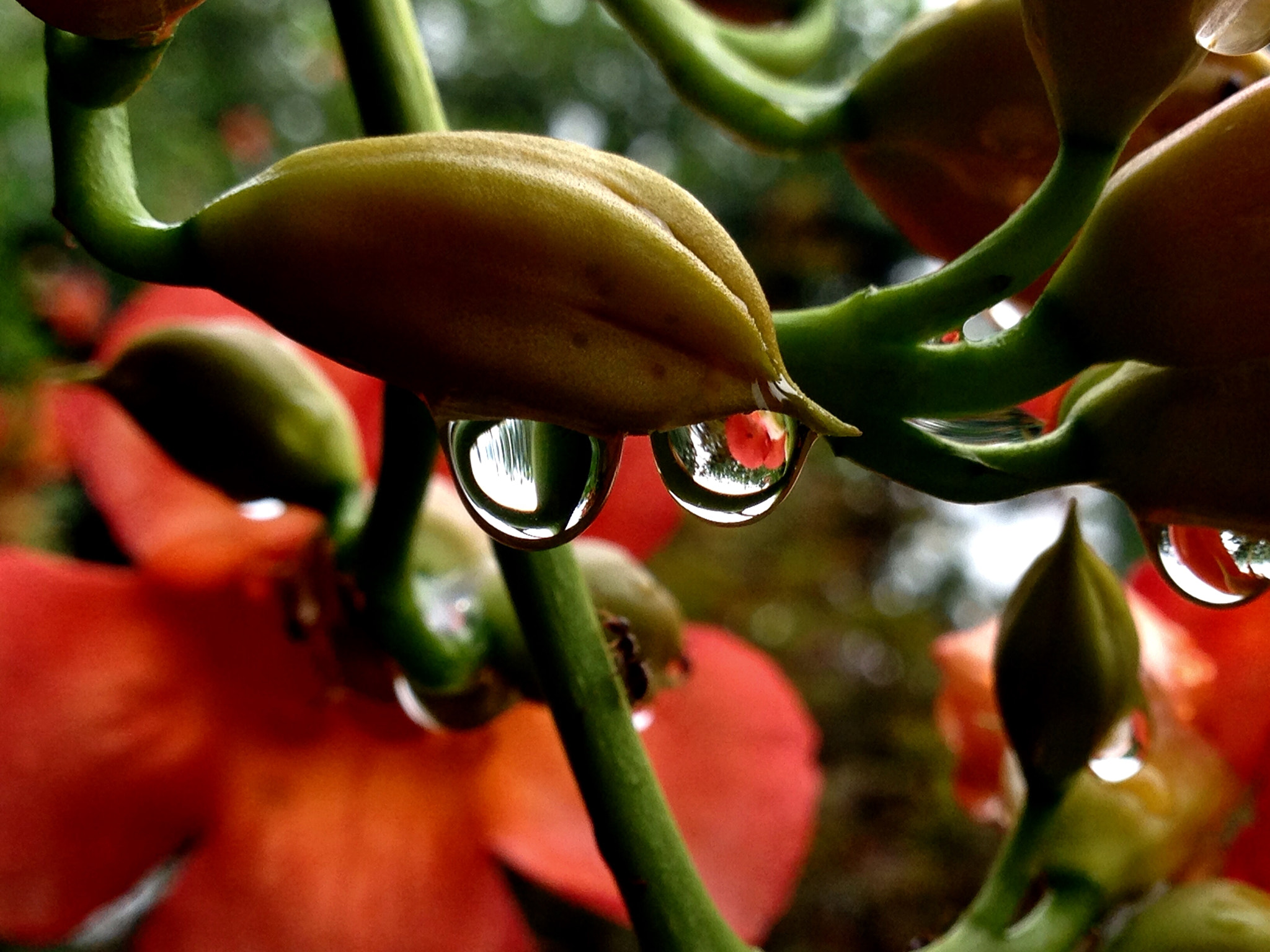 Apple iPhone5,2 sample photo. Water-drop 水滴 photography