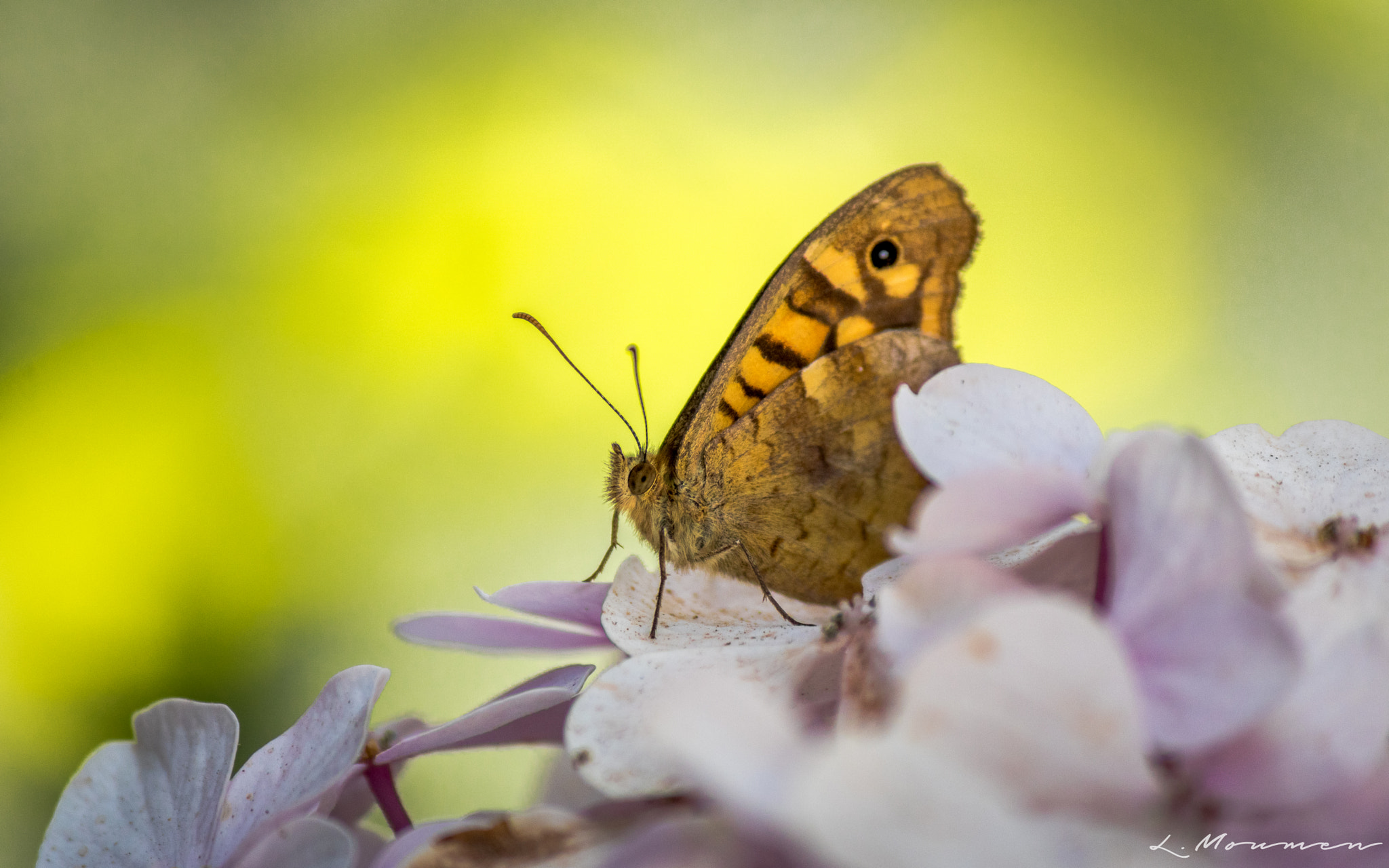 Canon EOS 750D (EOS Rebel T6i / EOS Kiss X8i) sample photo. Butterfly photography