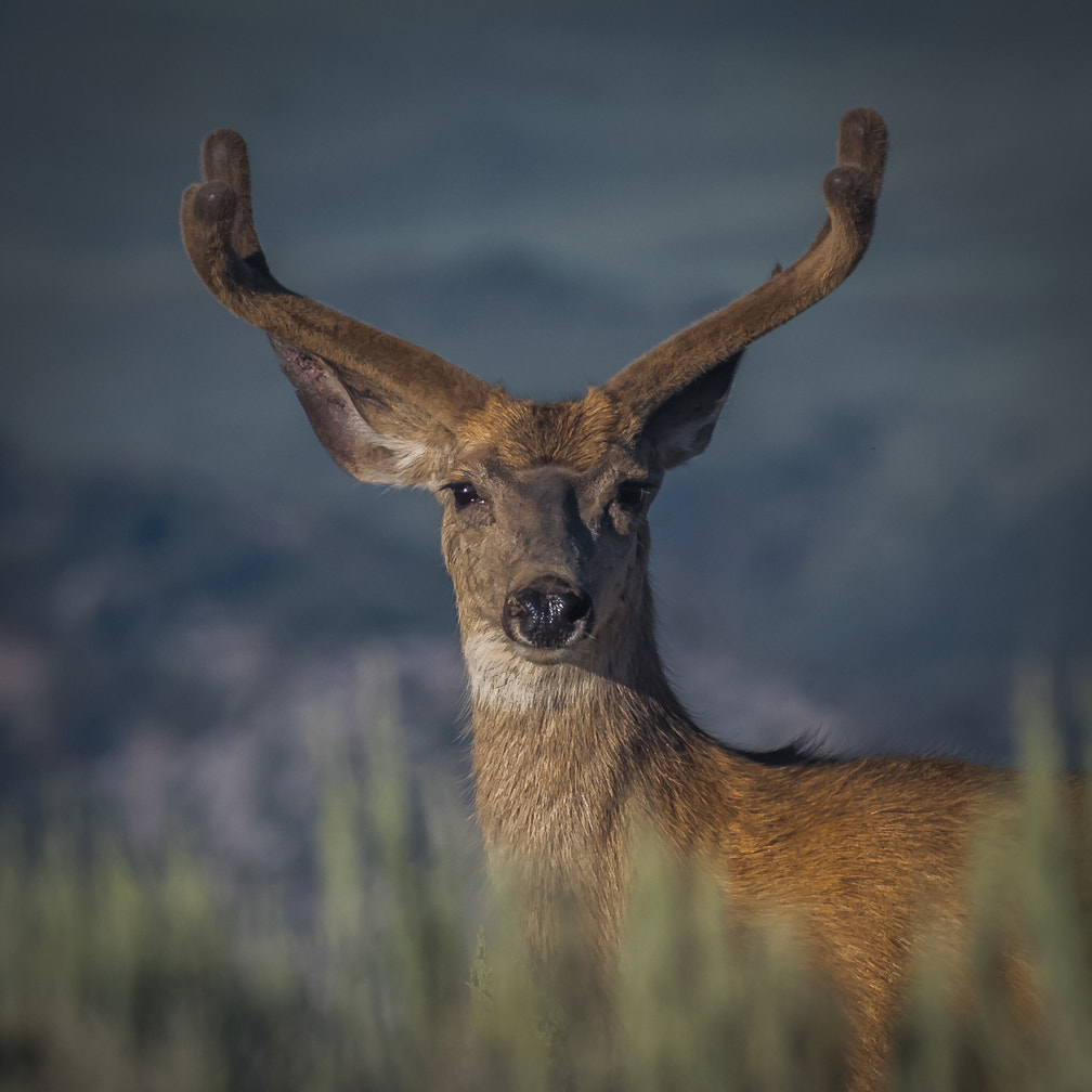 Nikon D500 + Nikon AF-S Nikkor 300mm F4D ED-IF sample photo. Mule deer photography