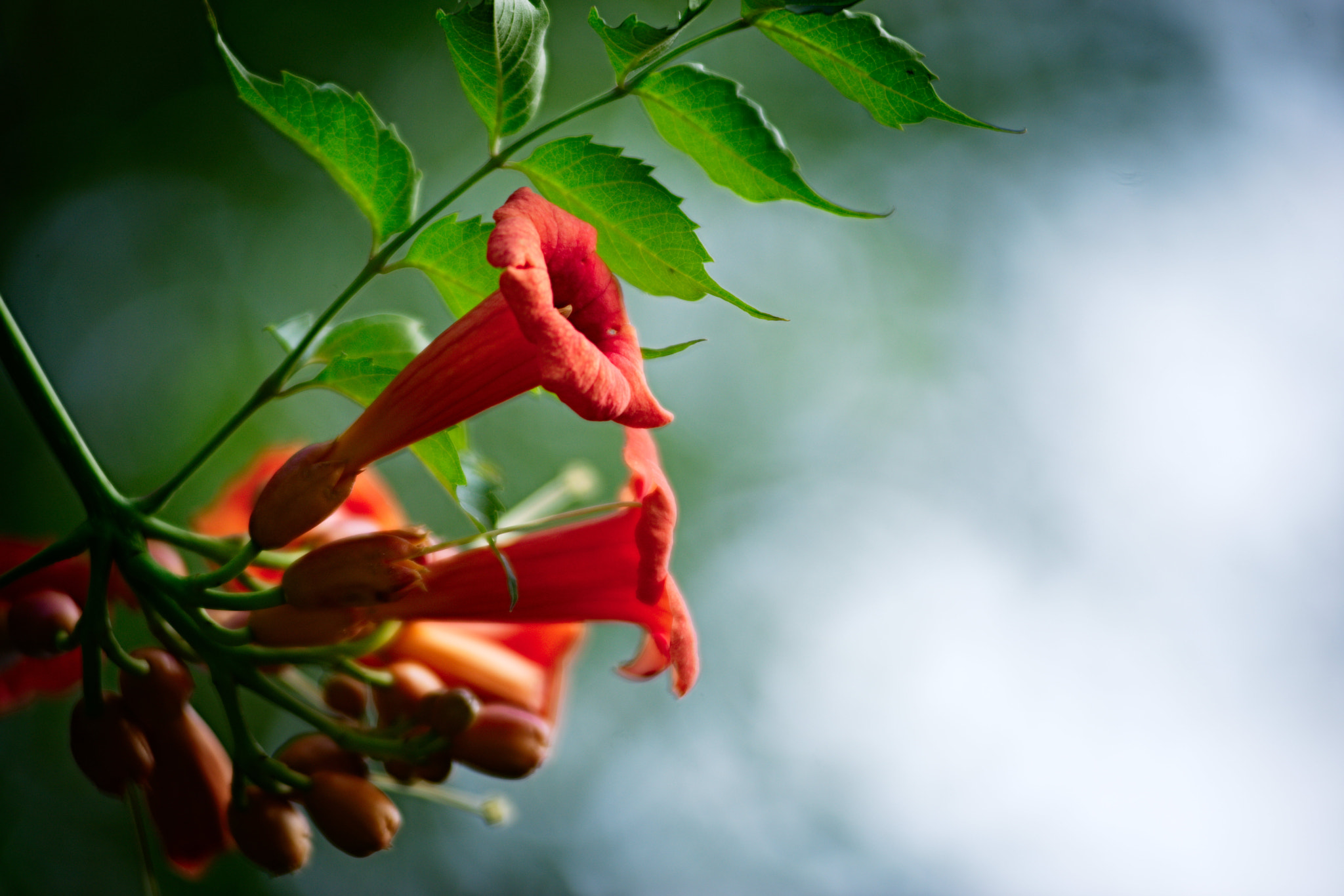 AF Zoom-Nikkor 80-200mm f/2.8 ED sample photo. Trumpets photography