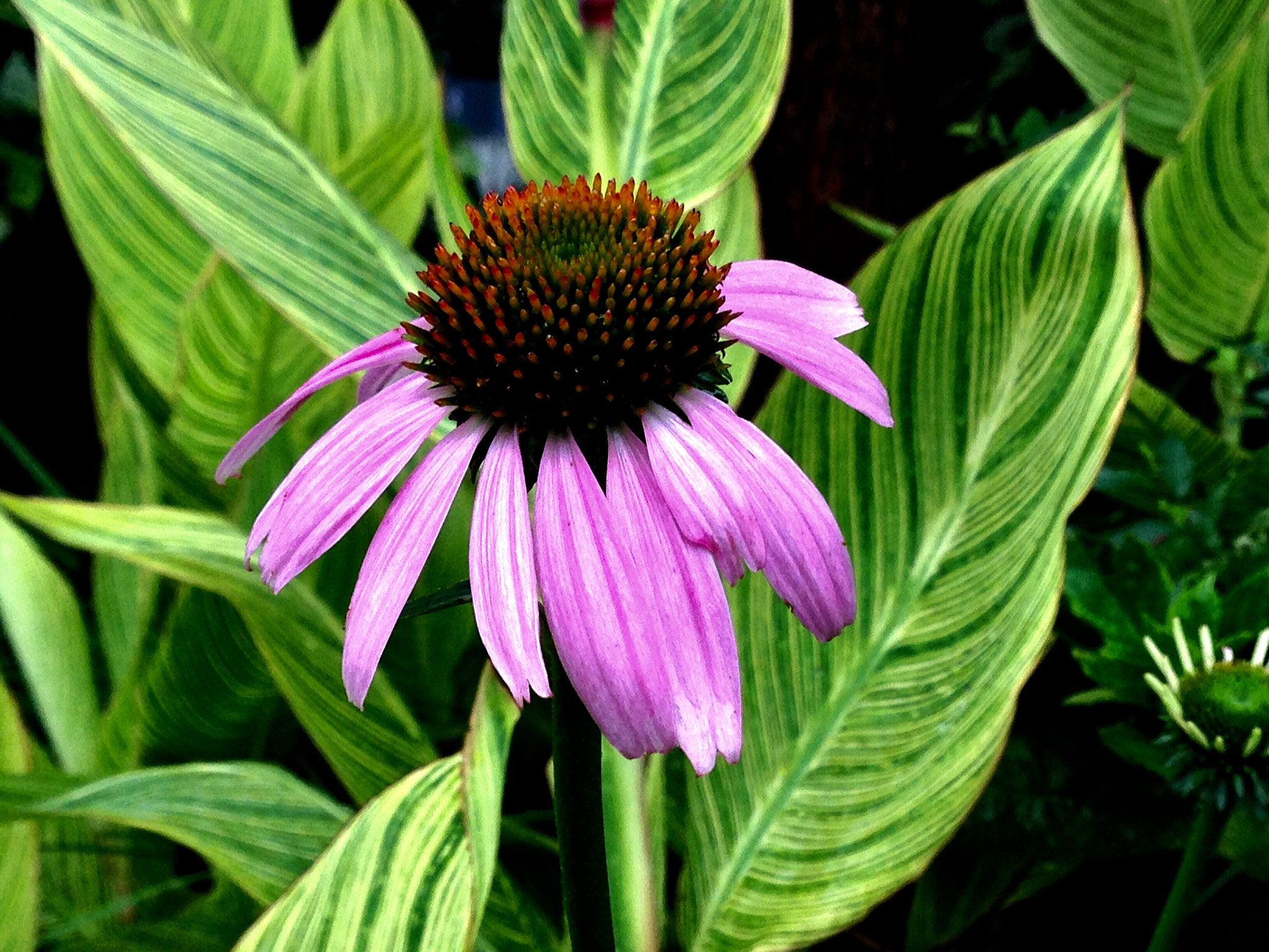 Apple iPhone5,2 sample photo. Purple coneflower 松果菊 photography