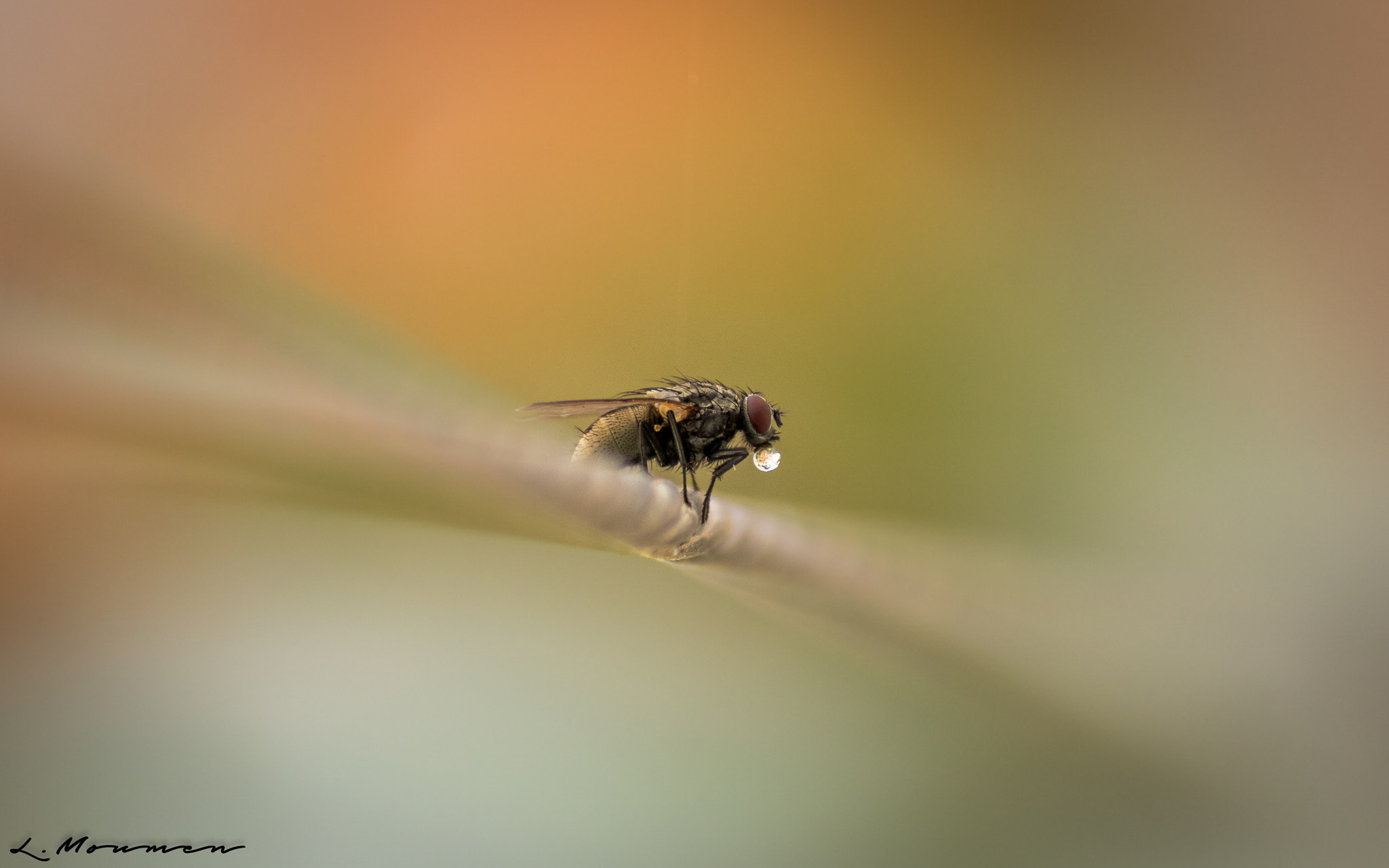 Canon EOS 750D (EOS Rebel T6i / EOS Kiss X8i) sample photo. Fly photography