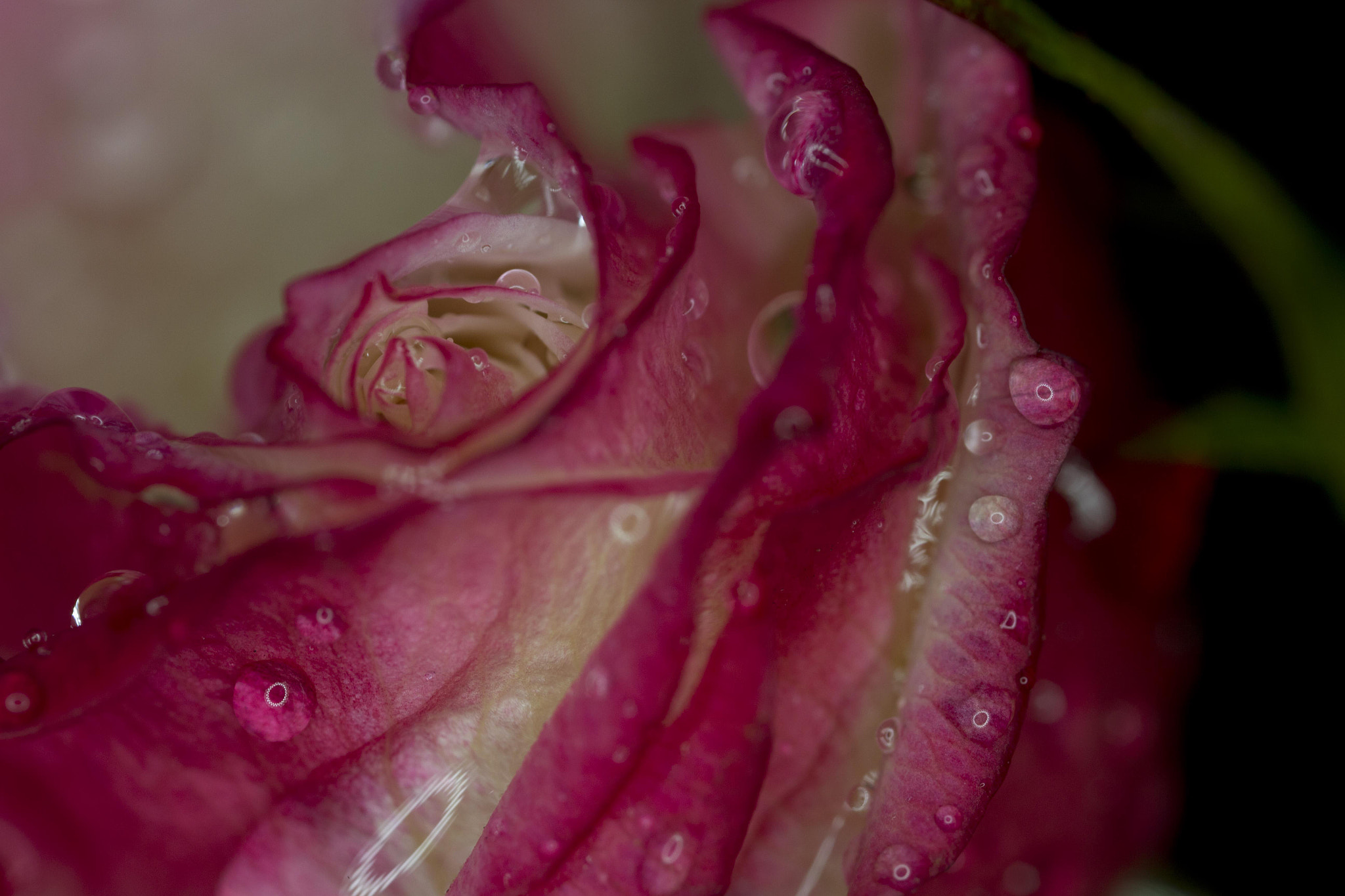 Canon MP-E 65mm F2.5 1-5x Macro Photo sample photo. Rose photography