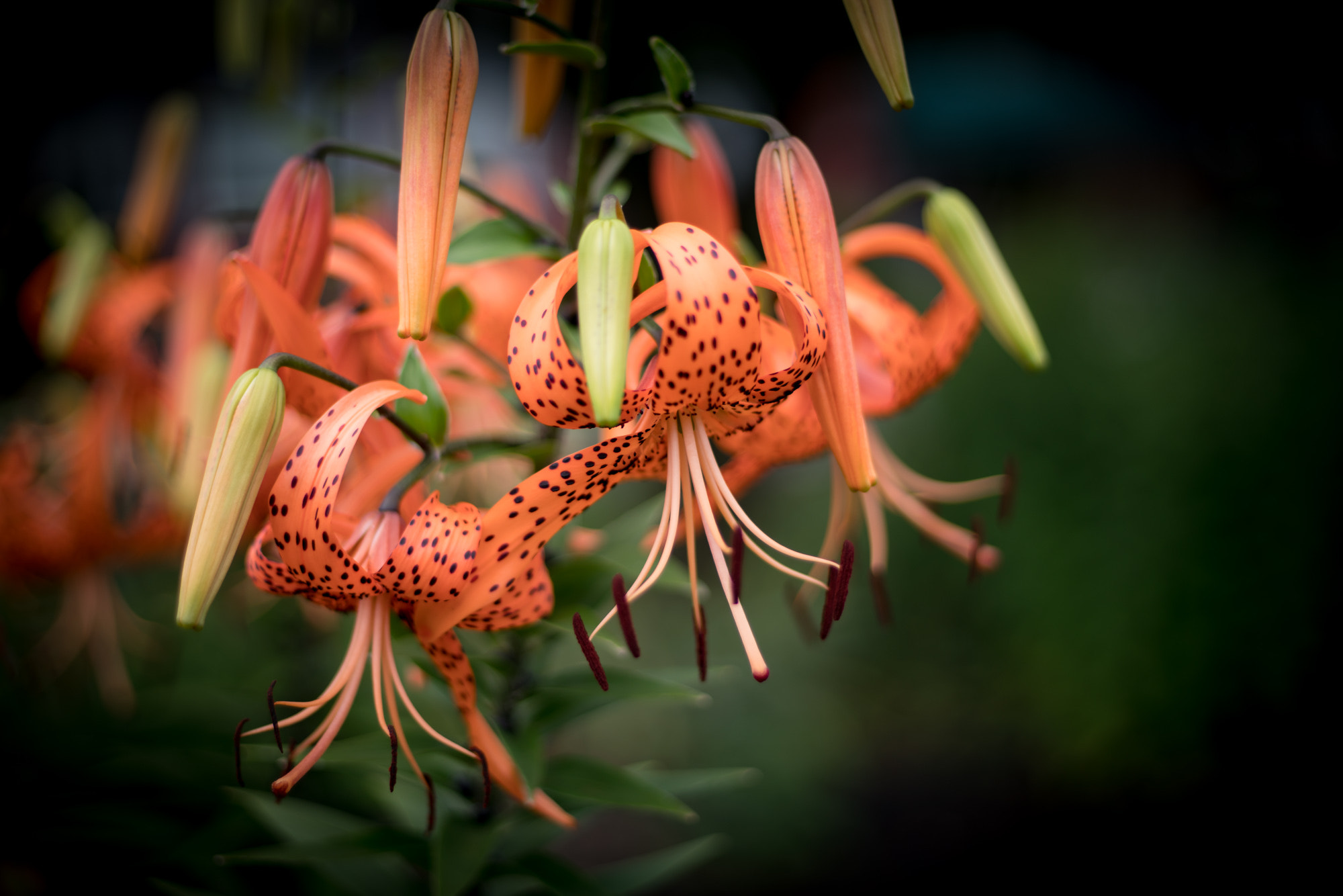 Sony a7R II + Canon EF 50mm F1.8 II sample photo. Lilies, beautiful lilies photography