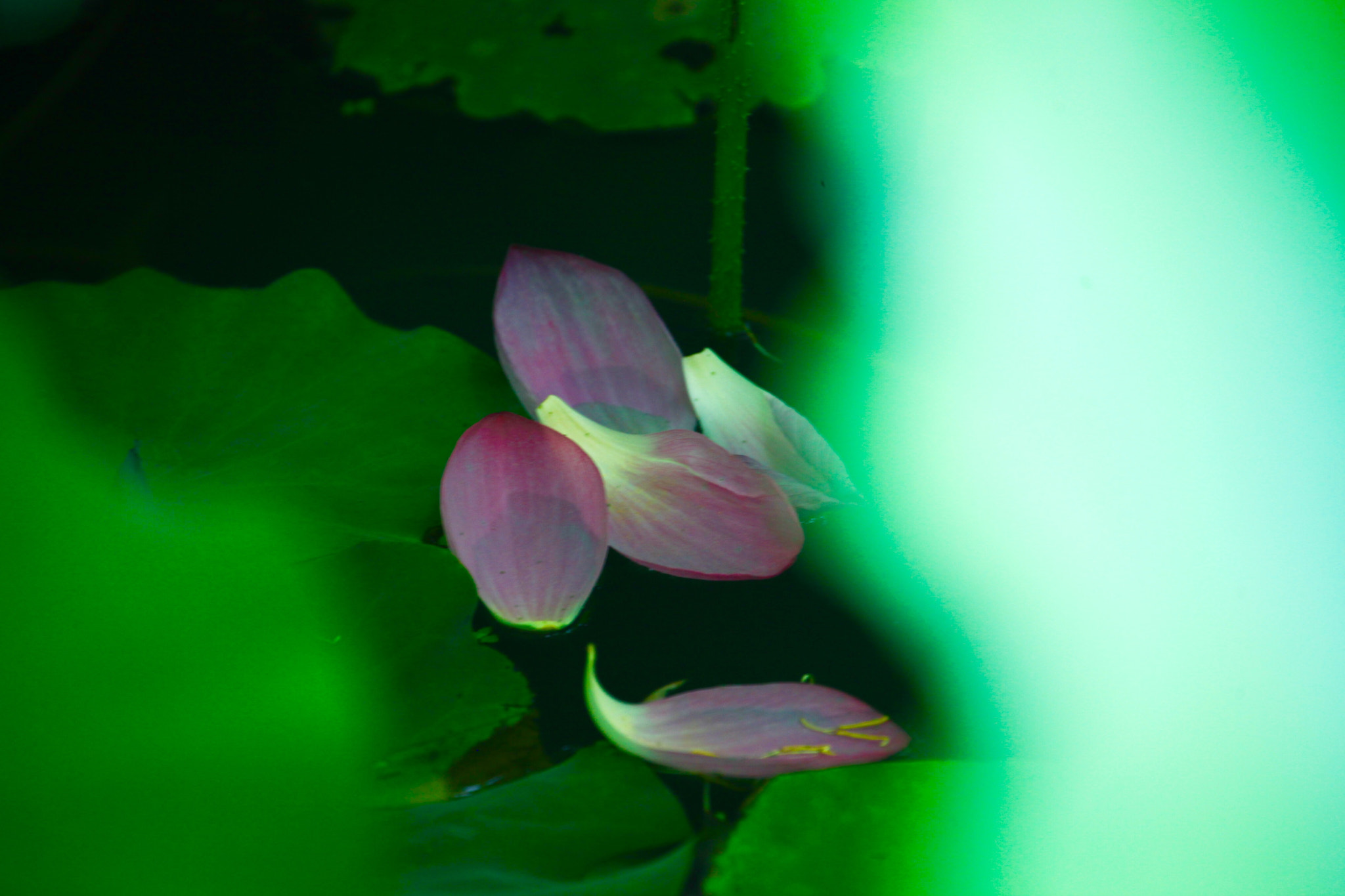 Canon EF 70-300mm F4-5.6L IS USM sample photo. 飘落的荷花 photography