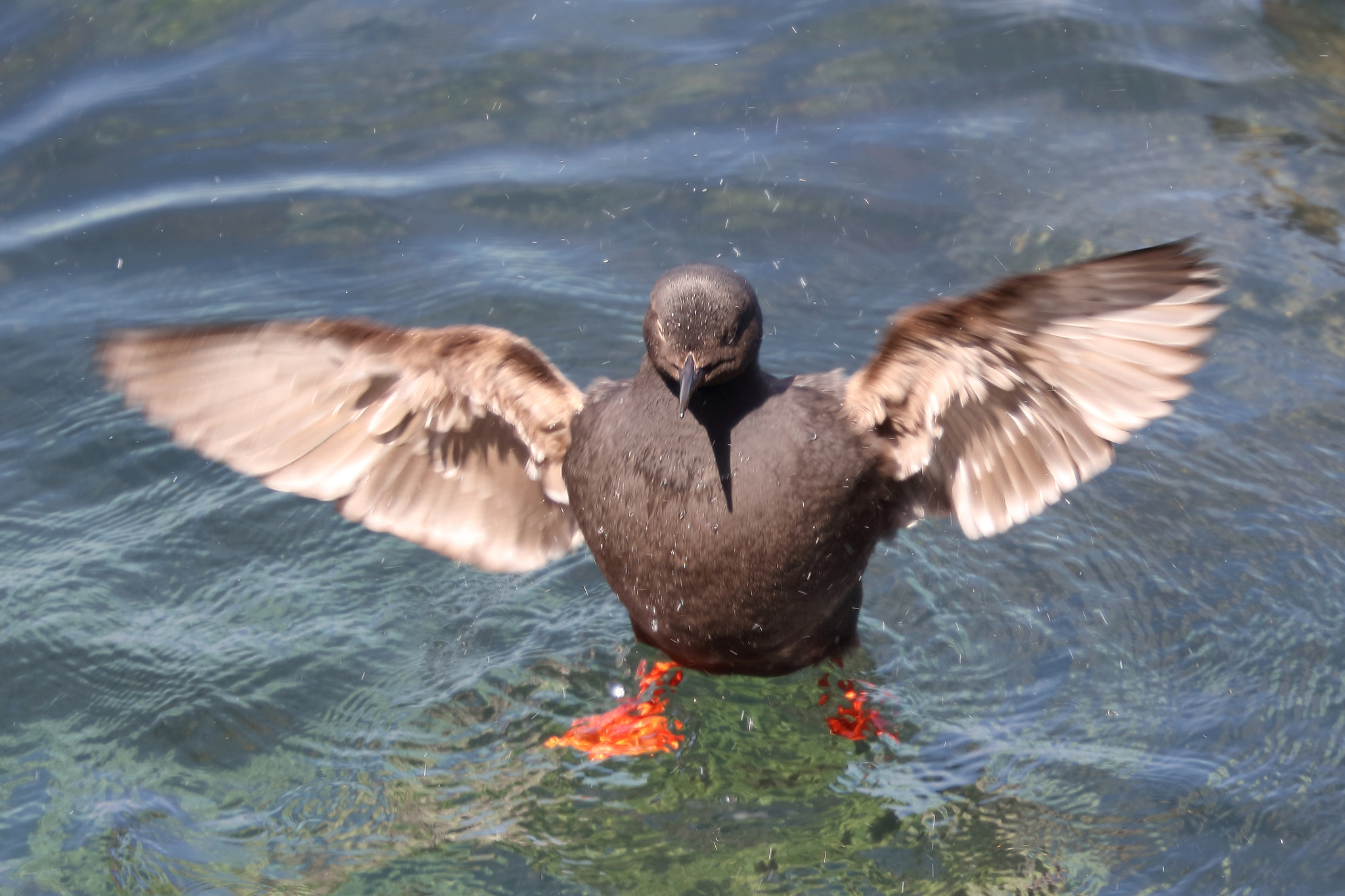 Canon EF 200mm F2L IS USM sample photo. Pigeon guillemot photography