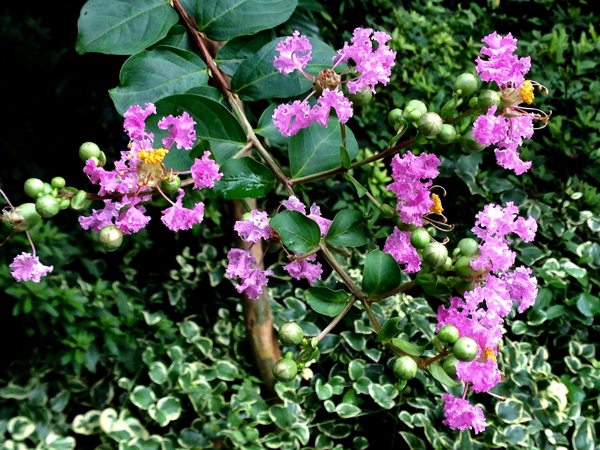Apple iPhone5,2 sample photo. Crape myrtle 紫薇 photography