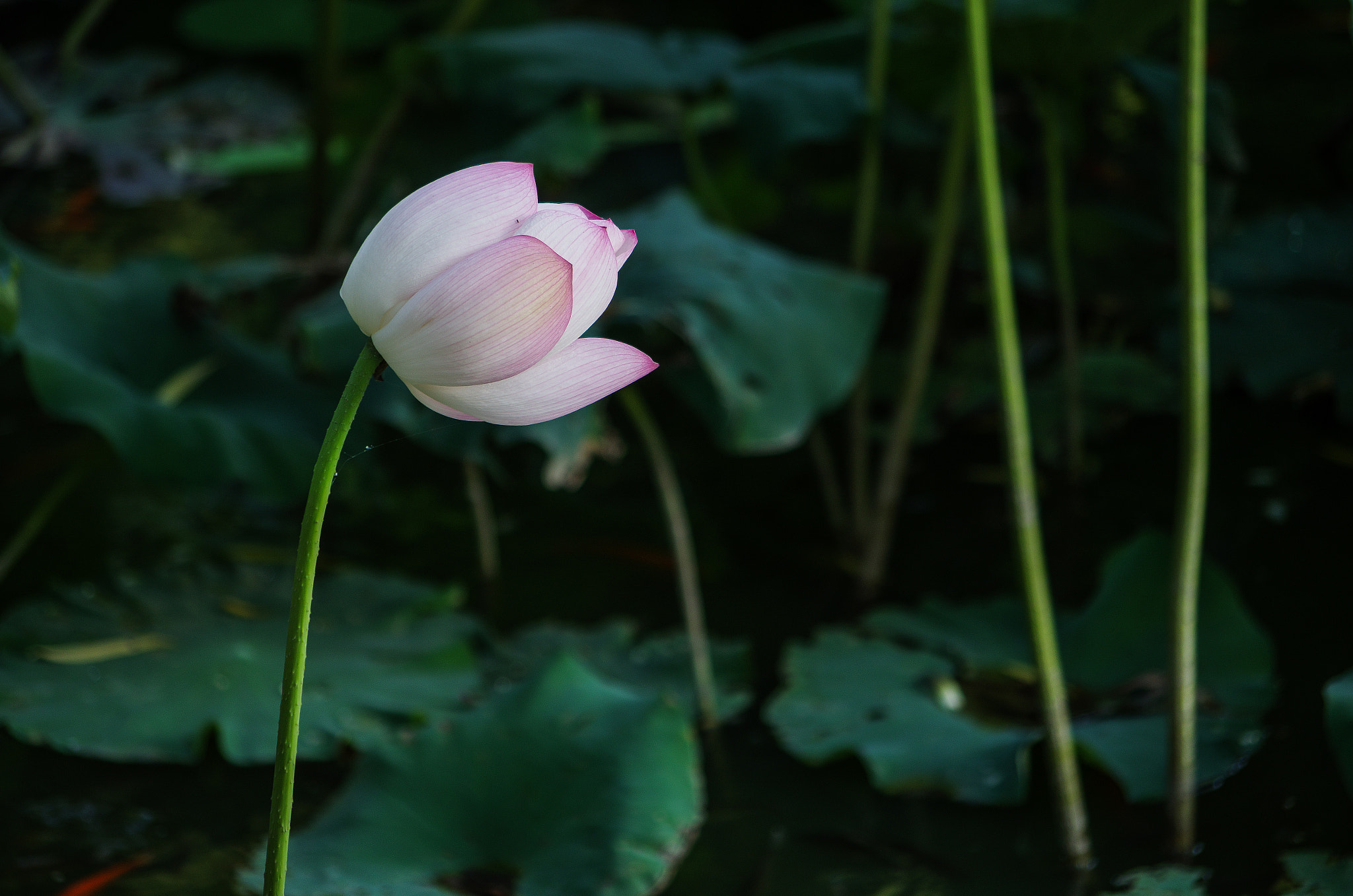 Pentax K-30 + Pentax smc DA 50-200mm F4-5.6 ED sample photo. Summer - lotus pool photography