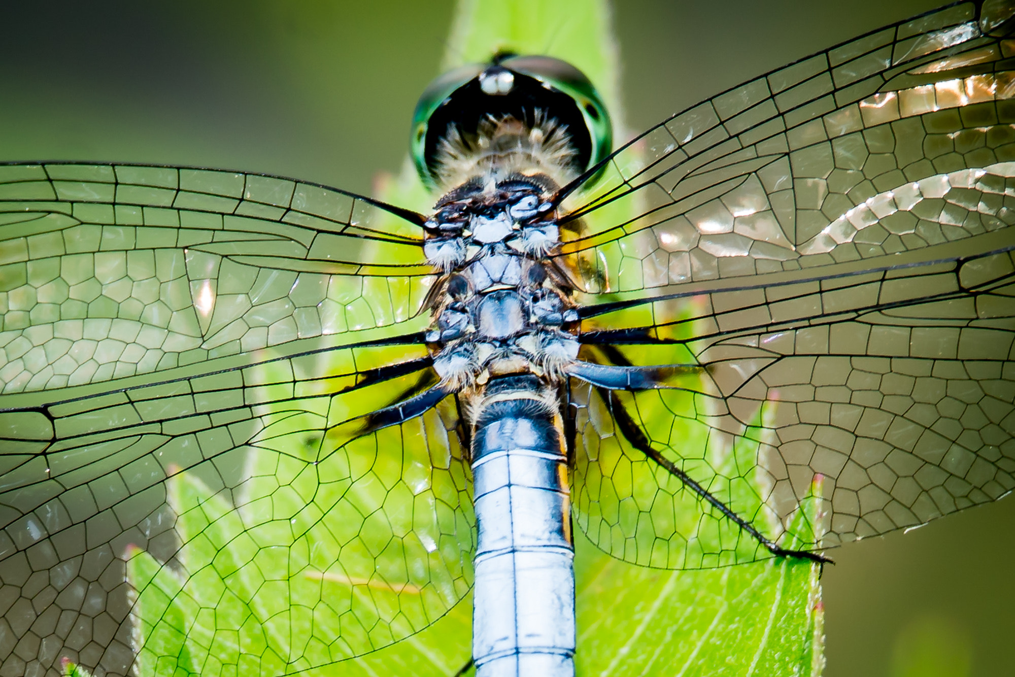 Sony a7R II + Canon EF 70-200mm F4L IS USM sample photo. Up-close and personal with a dragonfly photography