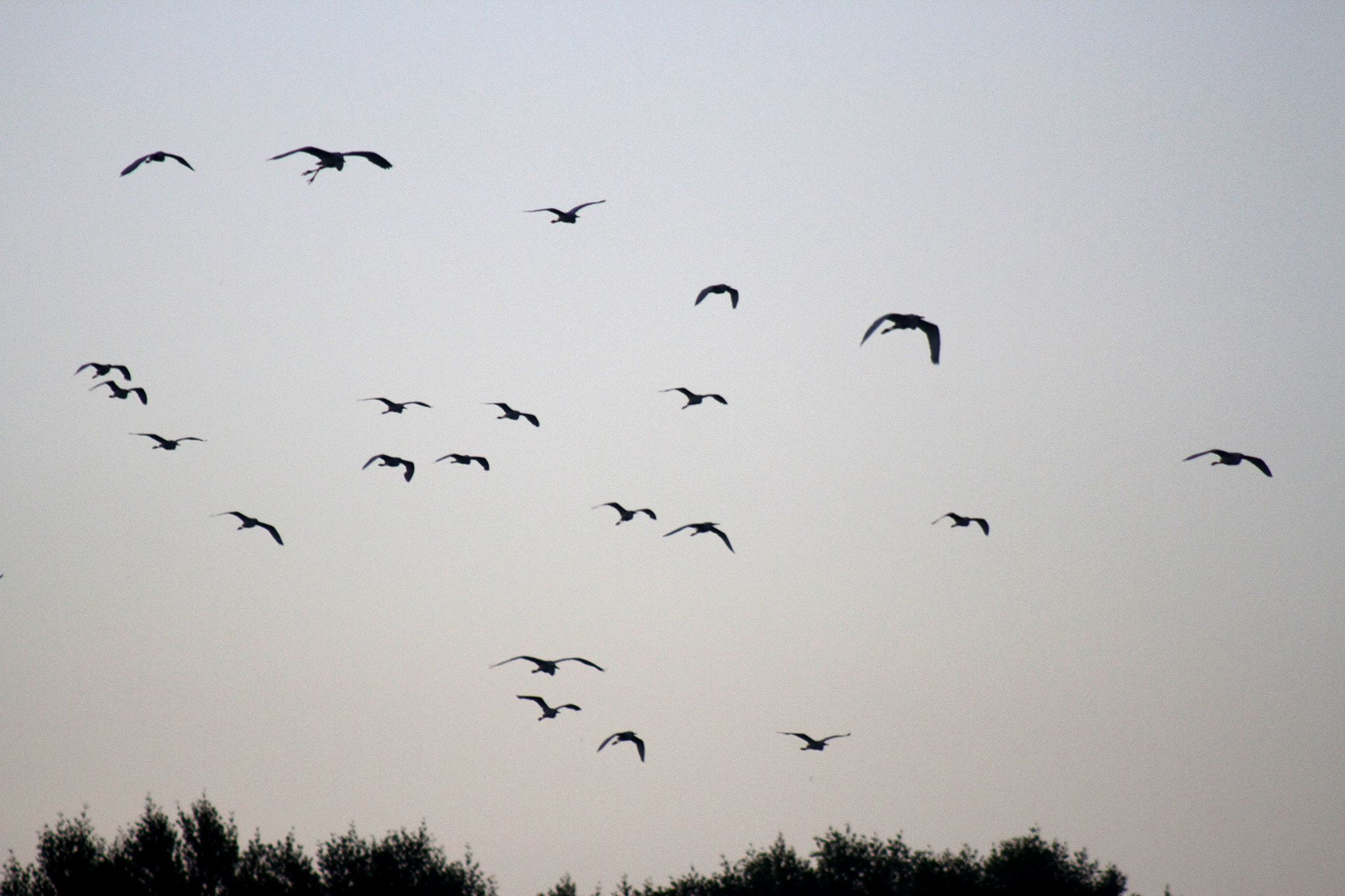 Canon EF 75-300mm f/4-5.6 USM sample photo