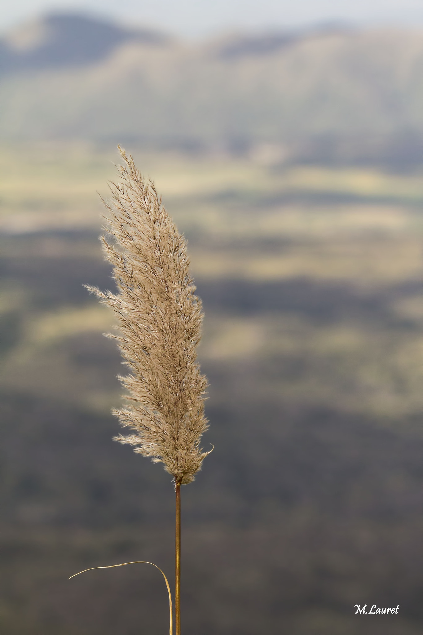 Canon EF 100-400mm F4.5-5.6L IS USM sample photo. Solitario photography