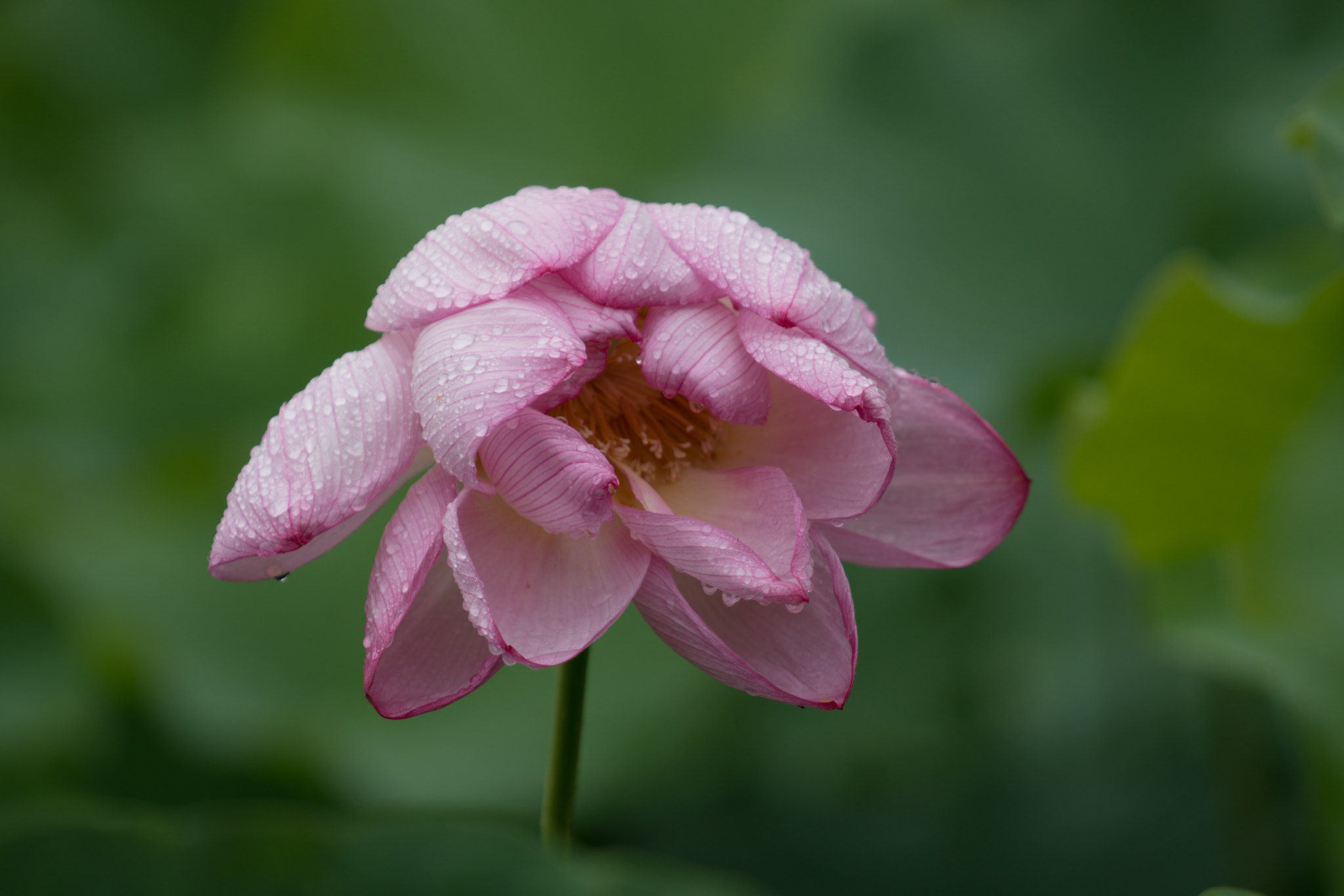 Sony a6300 + Sony FE 70-200mm F4 G OSS sample photo. Kirby of lotus photography