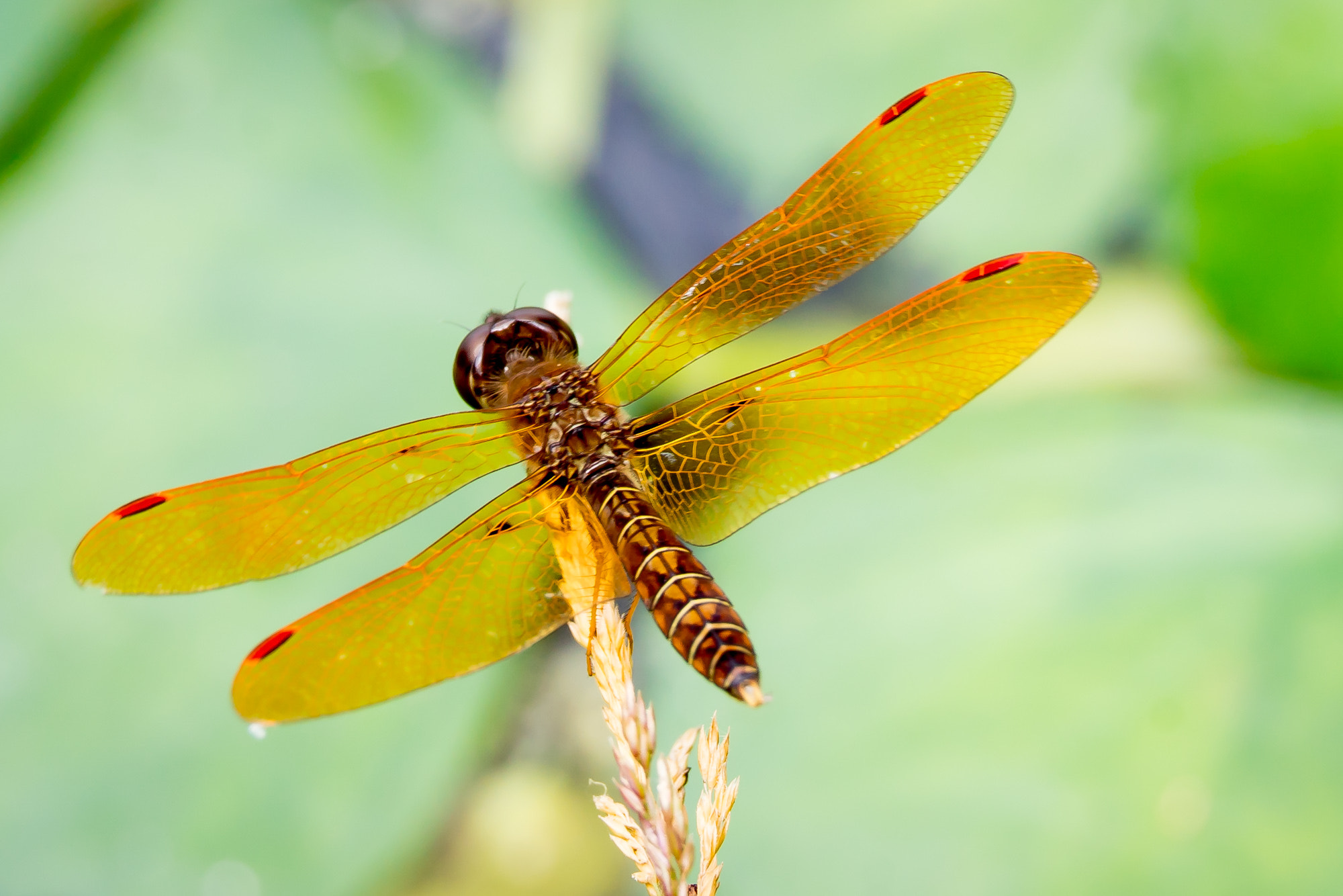 Sony a7R II + Canon EF 70-200mm F4L IS USM sample photo. Eastern amberwing photography