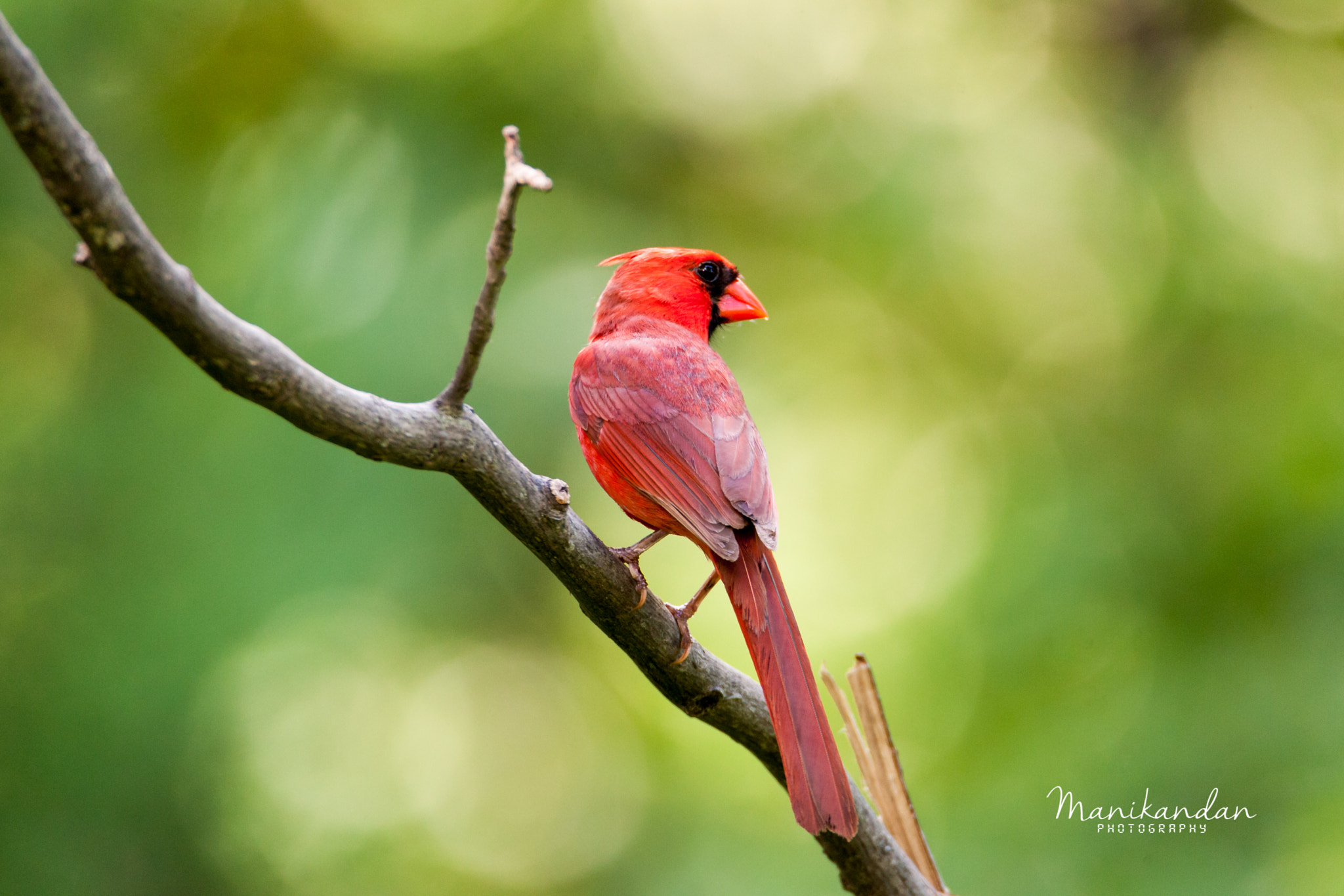 Canon EOS-1D Mark III sample photo. Mr.cardinal photography