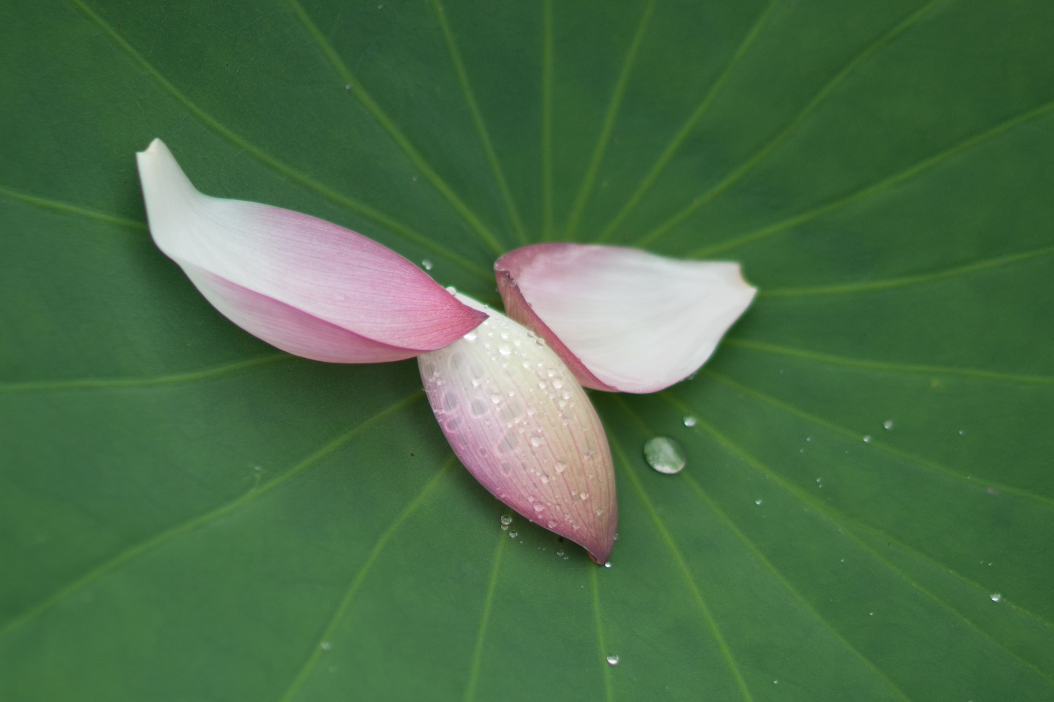 Sony a6300 + Sony Distagon T* FE 35mm F1.4 ZA sample photo. Face of lotus photography