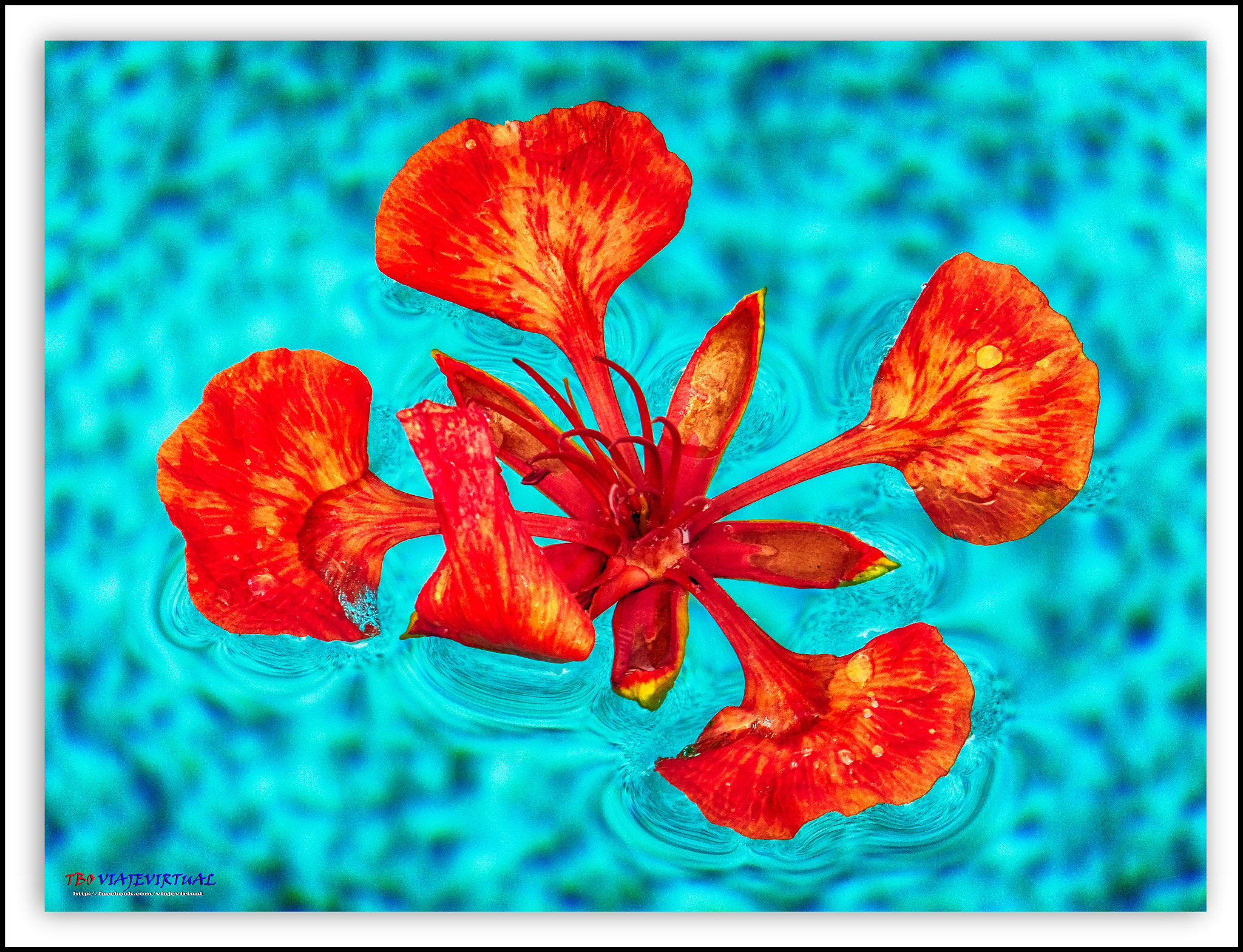 Fujifilm FinePix F850EXR sample photo. Delonix regia. flower on water. photography