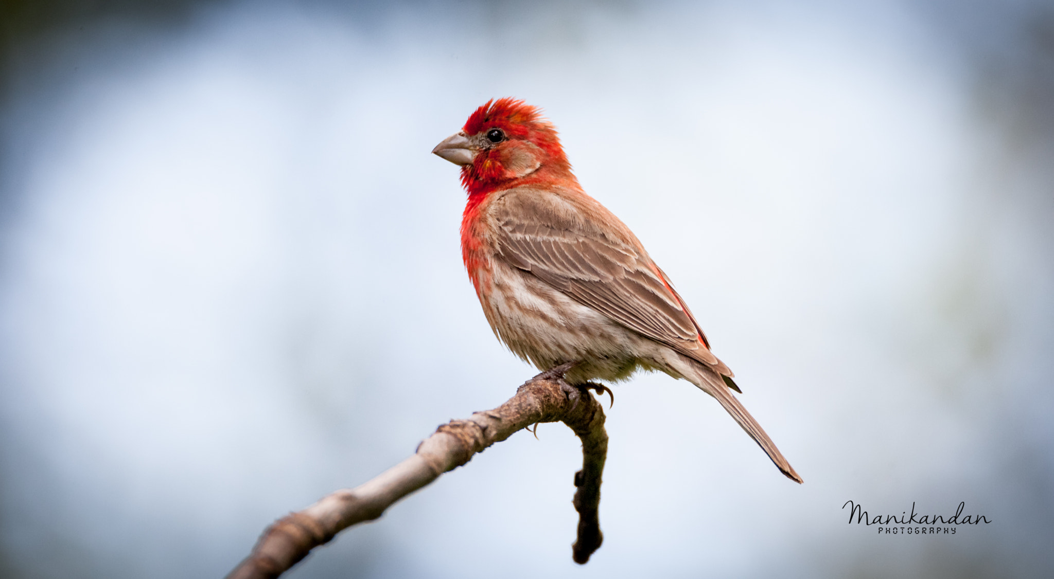 Canon EOS-1D Mark III sample photo. Red finch photography