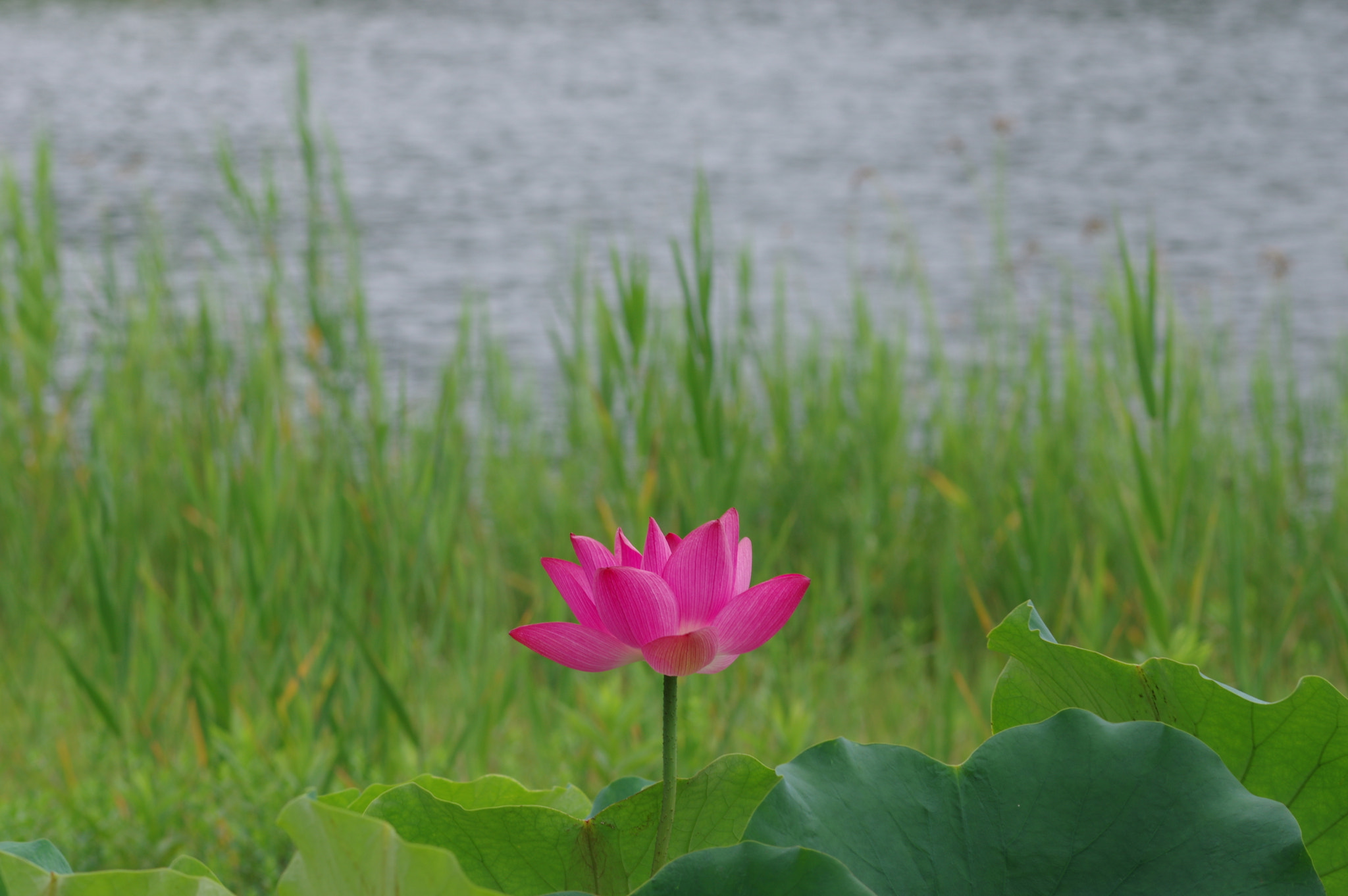 Pentax K-3 sample photo. A red by the stream.... photography