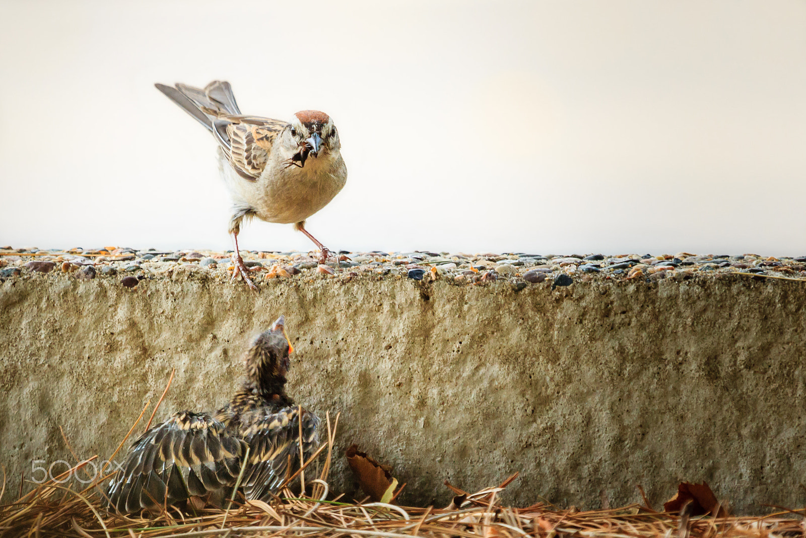 Canon EF 100-400mm F4.5-5.6L IS USM sample photo. Story of the baby chipping sparrow 9 of 10 photography