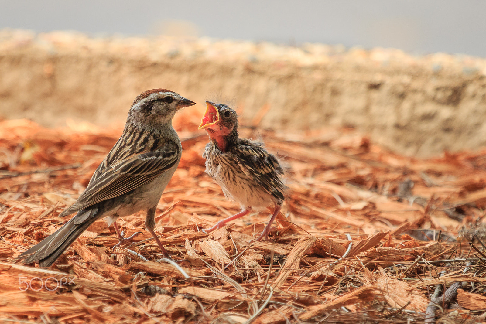 Canon EF 100-400mm F4.5-5.6L IS USM sample photo. Story of the baby chipping sparrow 8 of 10 photography