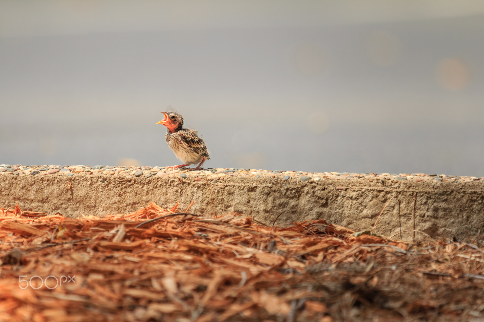 Canon EOS 60D + Canon EF 100-400mm F4.5-5.6L IS USM sample photo. Story of the baby chipping sparrow 7 of 10 photography