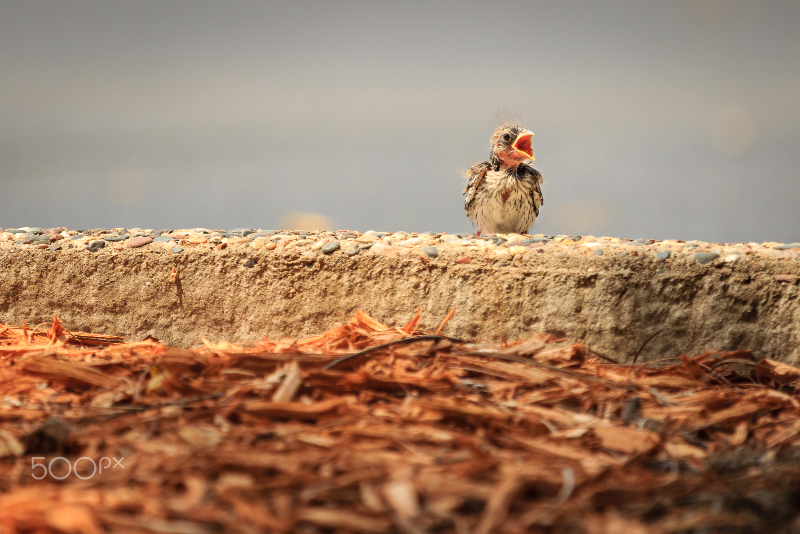 Canon EOS 60D + Canon EF 100-400mm F4.5-5.6L IS USM sample photo. Story of the baby chipping sparrow 5 of 10 photography