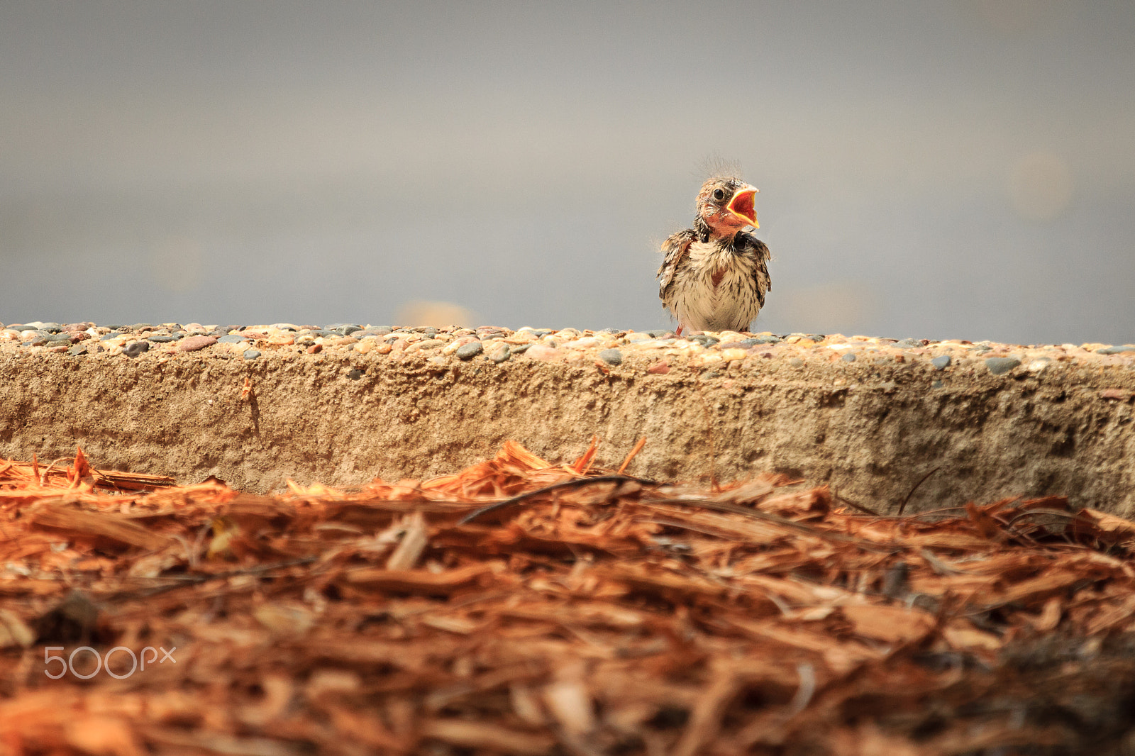 Canon EF 100-400mm F4.5-5.6L IS USM sample photo. Story of the baby chipping sparrow 5 of 10 photography