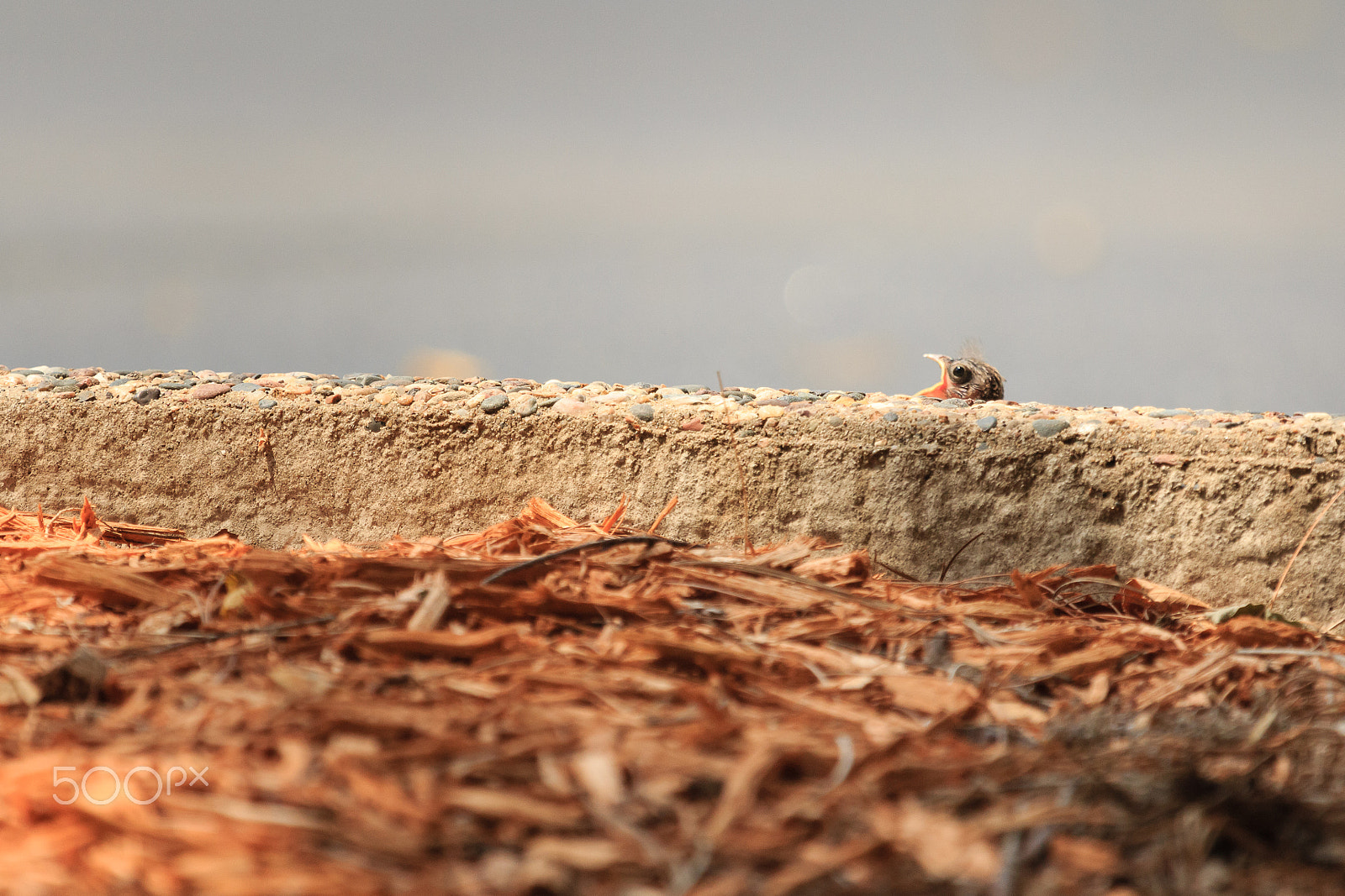 Canon EF 100-400mm F4.5-5.6L IS USM sample photo. Story of the baby chipping sparrow 4 of 10 photography