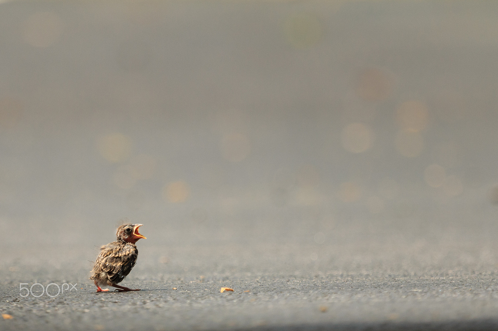 Canon EOS 60D + Canon EF 100-400mm F4.5-5.6L IS USM sample photo. Story of the baby chipping sparrow 3 of 10 photography