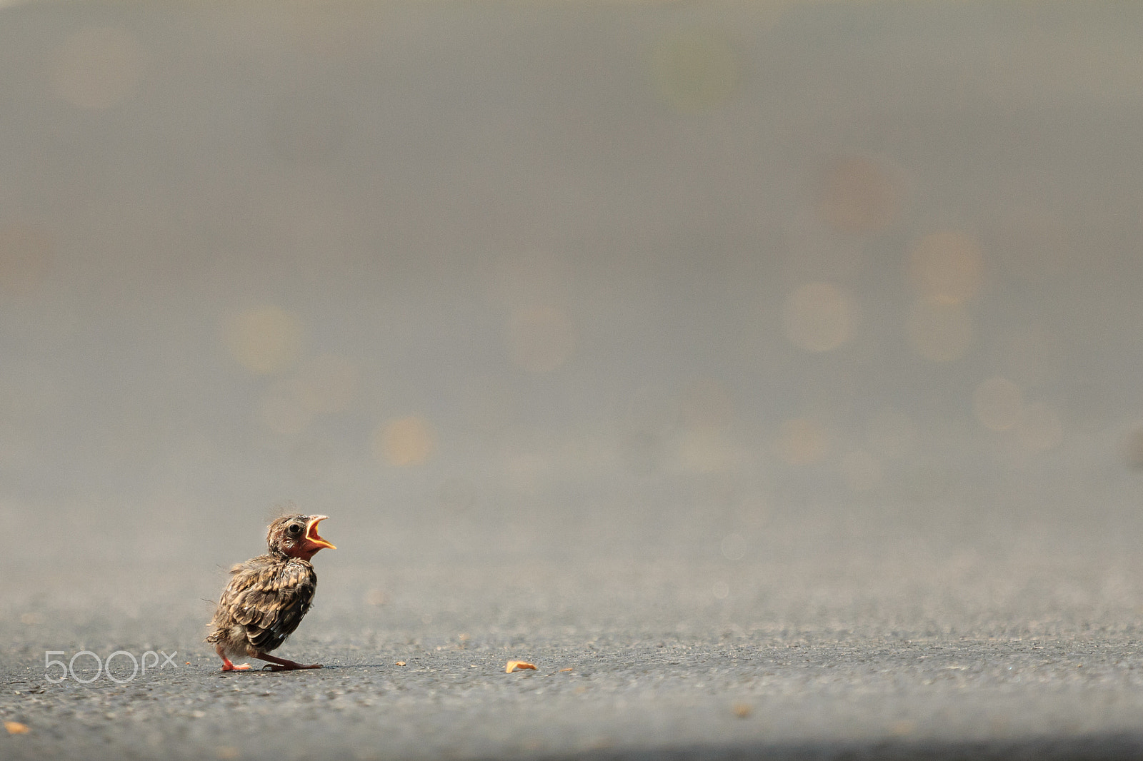 Canon EF 100-400mm F4.5-5.6L IS USM sample photo. Story of the baby chipping sparrow 3 of 10 photography