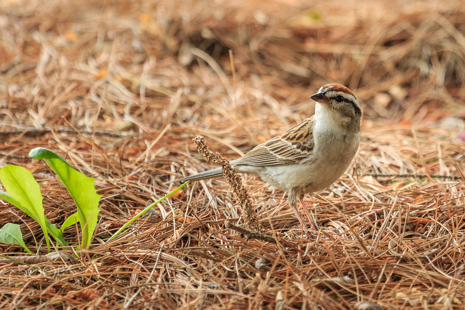 Canon EF 100-400mm F4.5-5.6L IS USM sample photo. Story of the baby chipping sparrow 2 of 10 photography