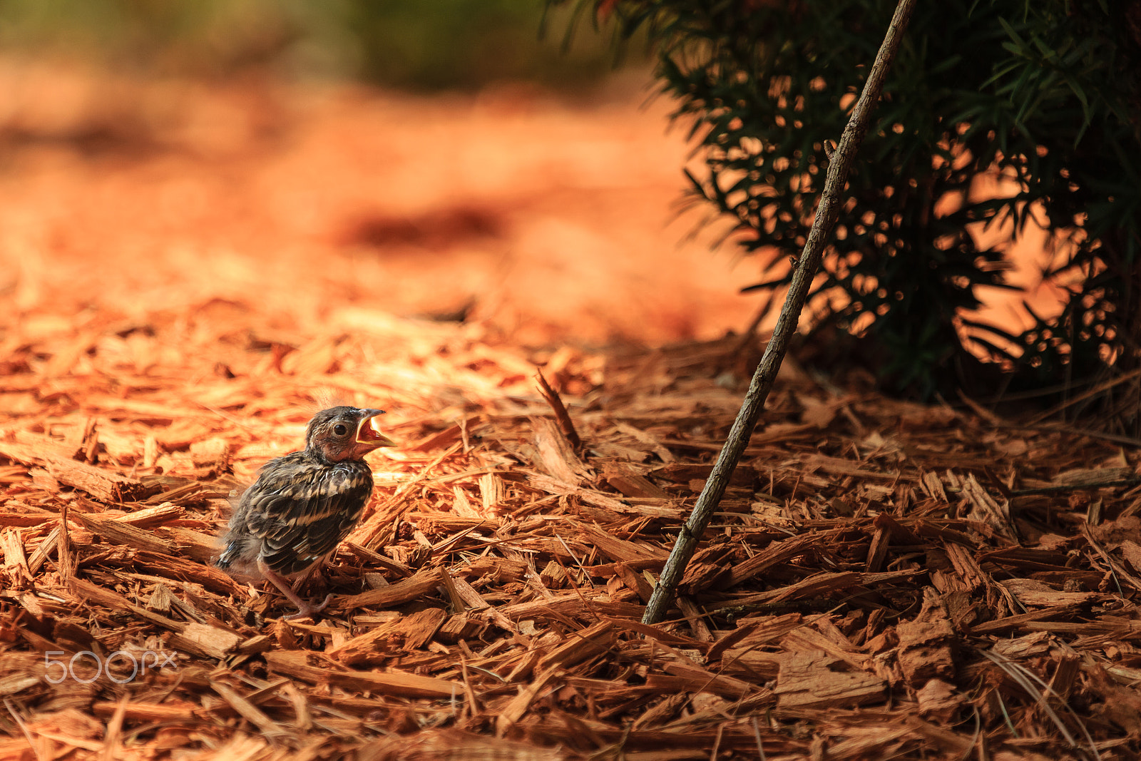 Canon EF 100-400mm F4.5-5.6L IS USM sample photo. Story of the baby chipping sparrow 1 of 10 photography