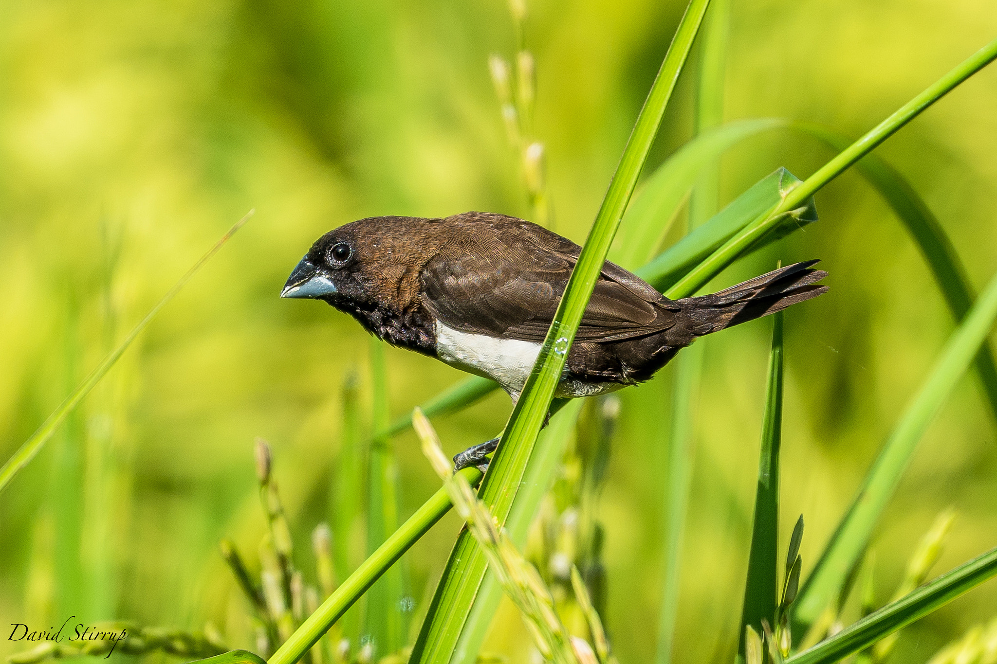 Nikon D810 + Nikon AF-S Nikkor 500mm F4E FL ED VR sample photo. Bird walk photography