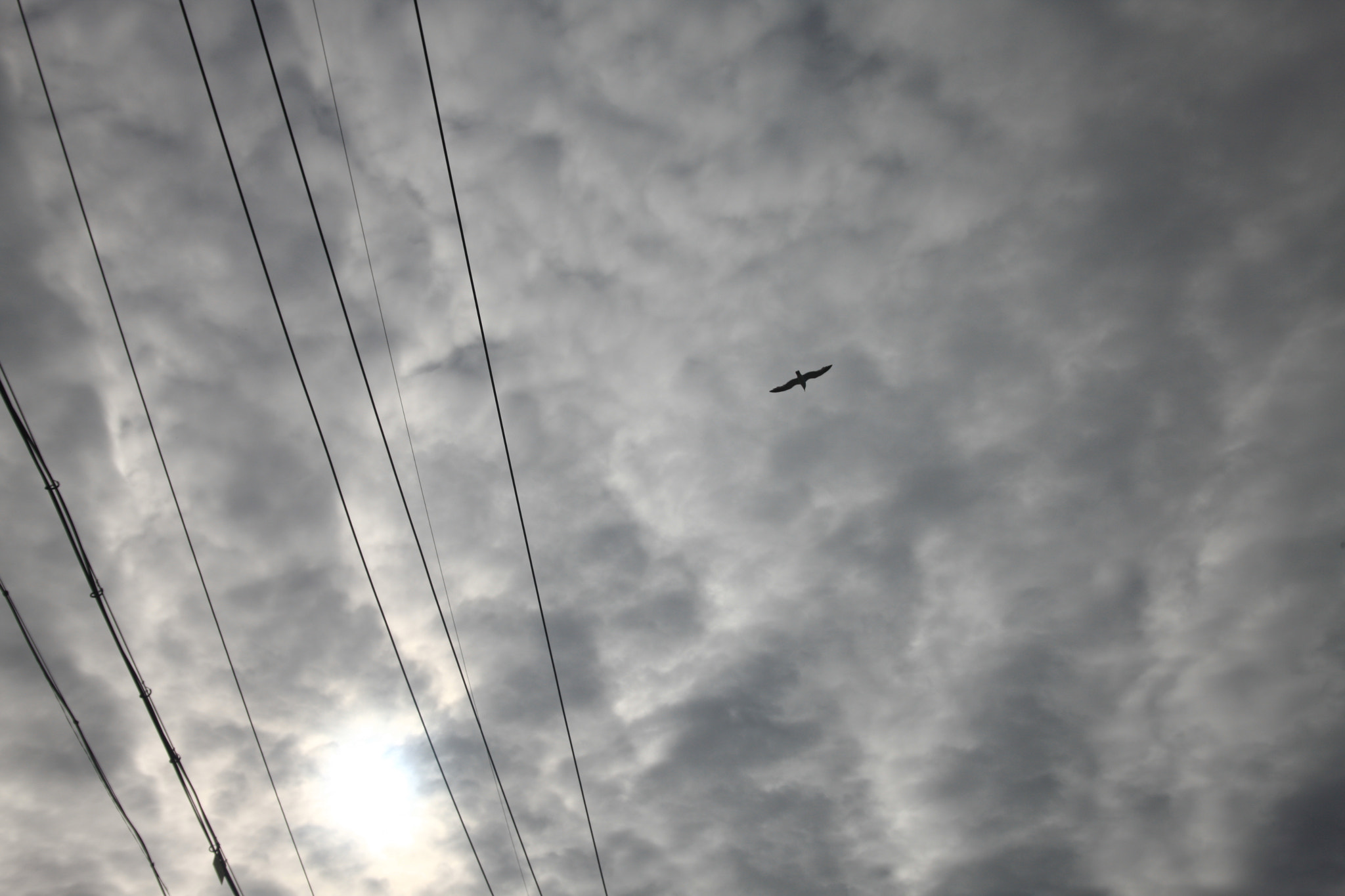 Sigma 17-35mm f/2.8-4 EX DG Aspherical HSM sample photo. Seagull with electric lines photography