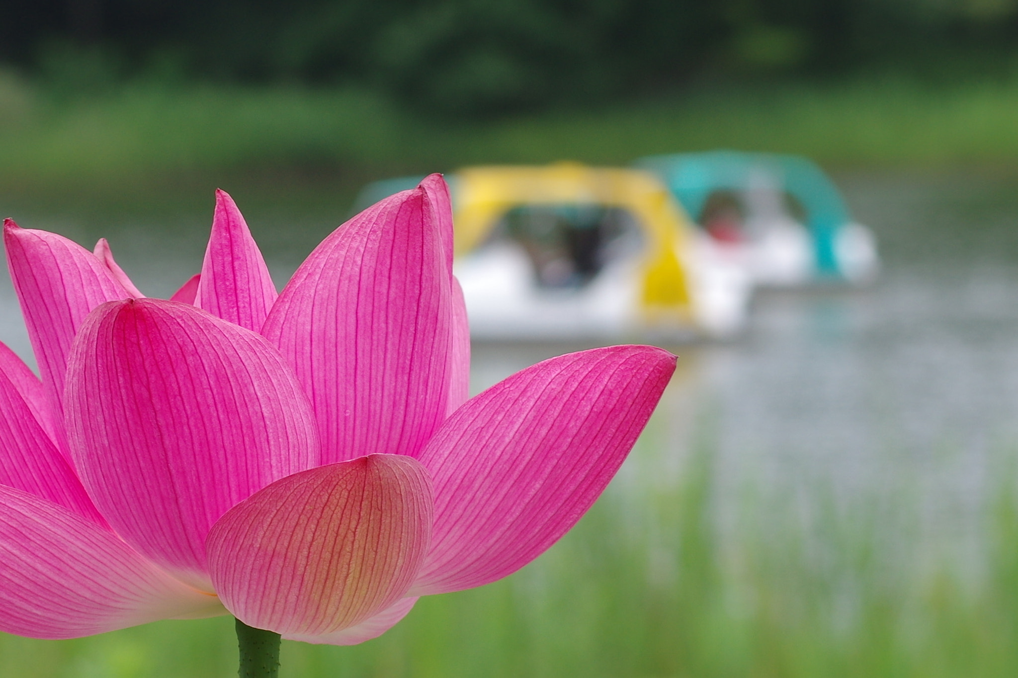 Pentax K-3 + Pentax smc DA* 55mm F1.4 SDM sample photo. I know there're many colors in the world... photography