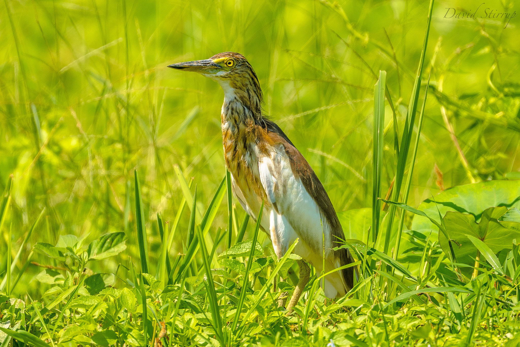 Nikon AF-S Nikkor 500mm F4E FL ED VR sample photo. Cassava photography