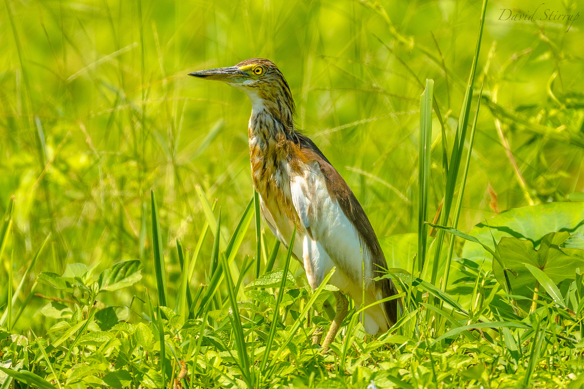 Nikon D810 + Nikon AF-S Nikkor 500mm F4E FL ED VR sample photo. Cassava photography