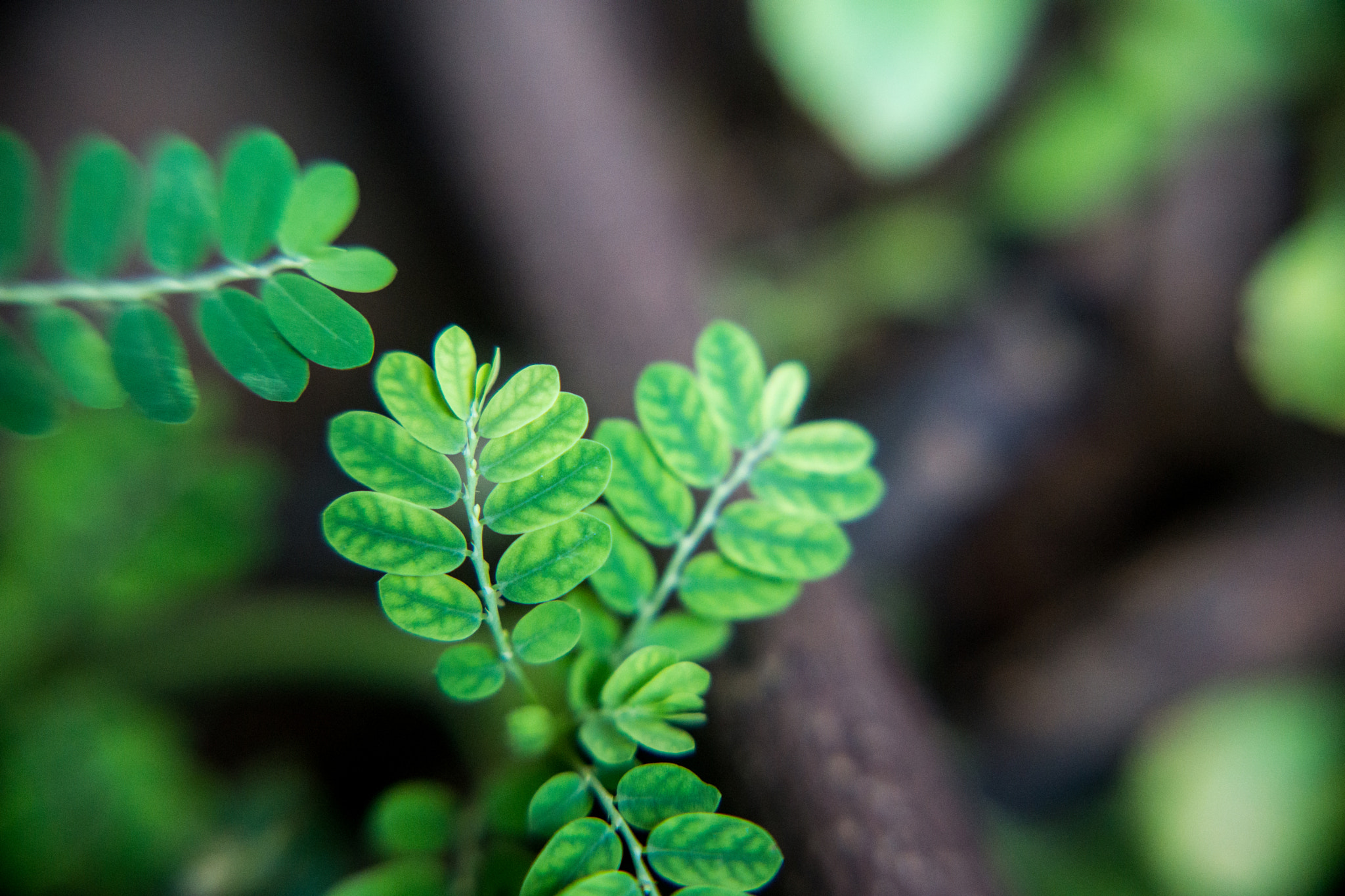 E 30mm F1.4 sample photo. Green photography