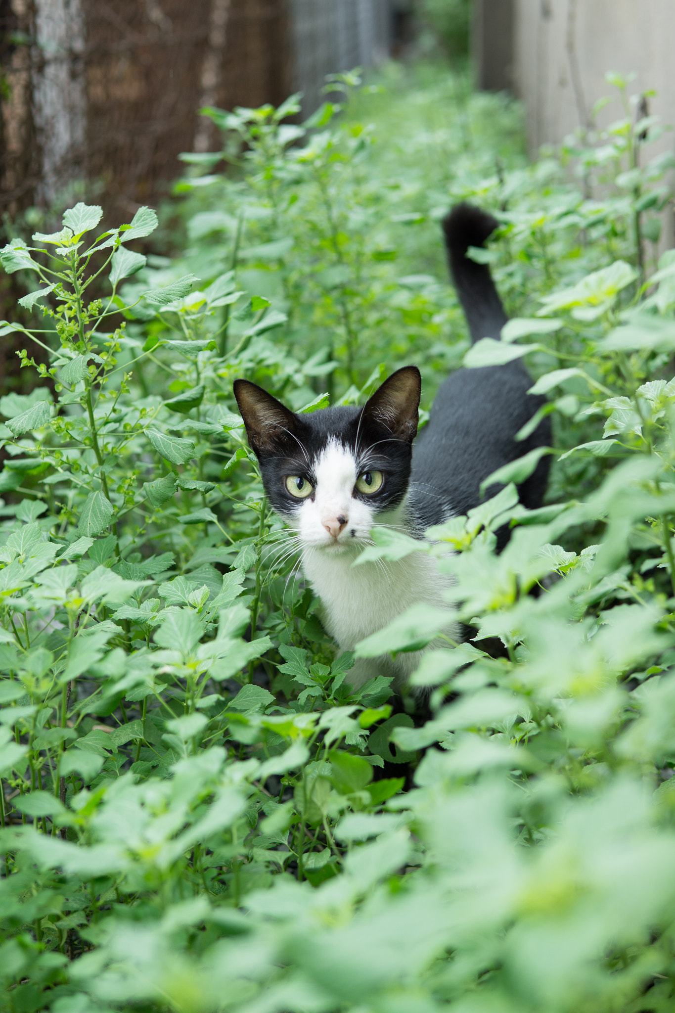 E 30mm F1.4 sample photo. Cat walk photography