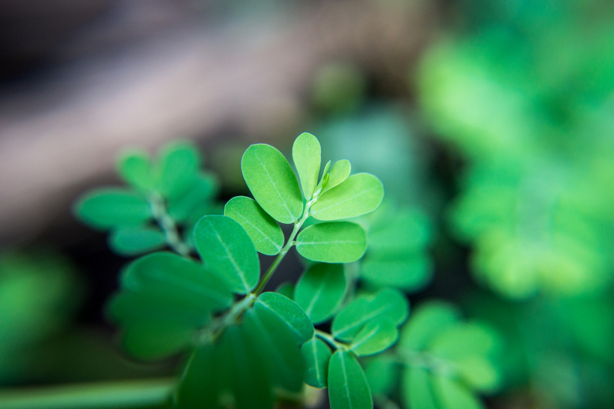 E 30mm F1.4 sample photo. Green photography