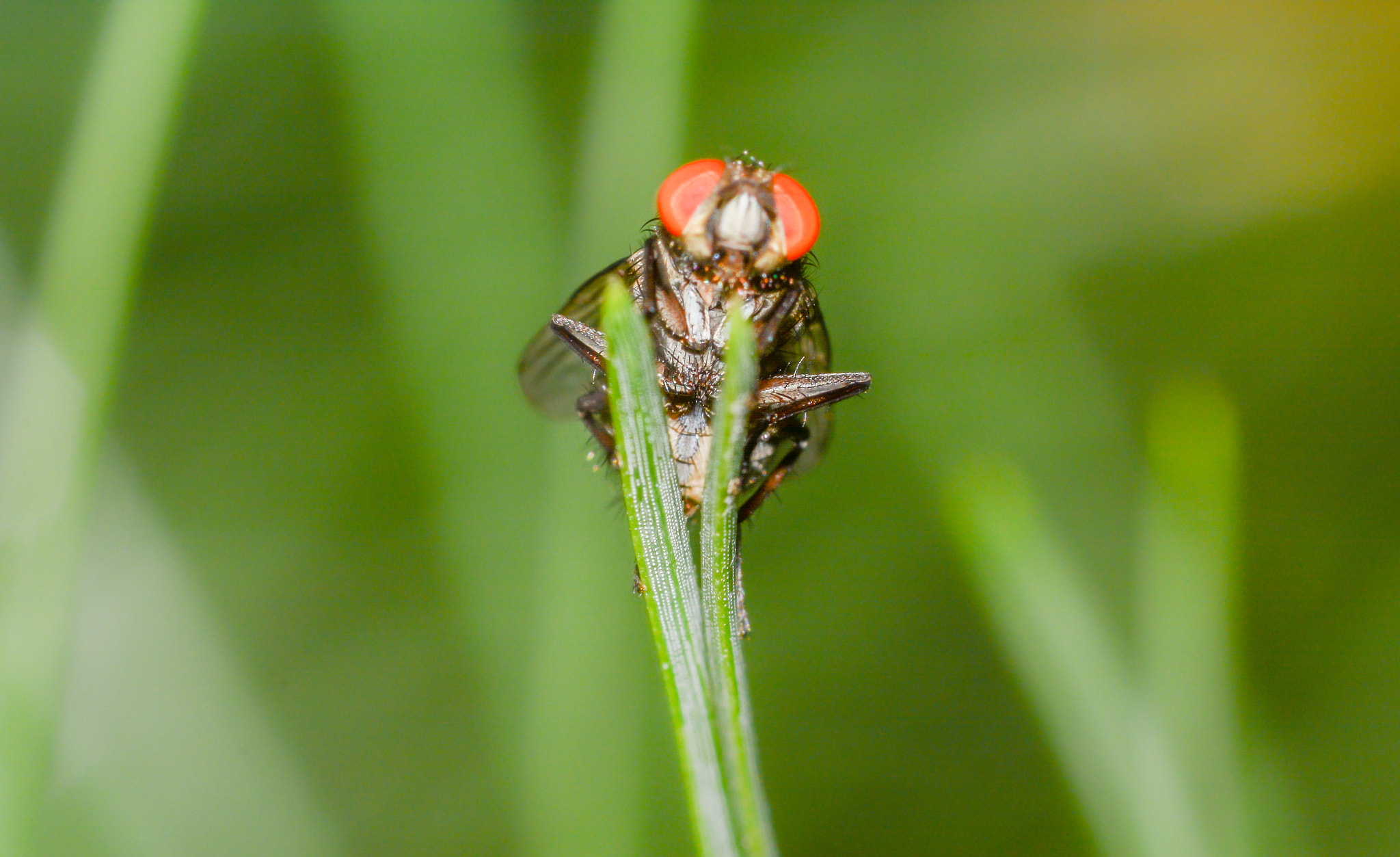 Sigma 105mm F2.8 EX DG Macro sample photo. Fly photography